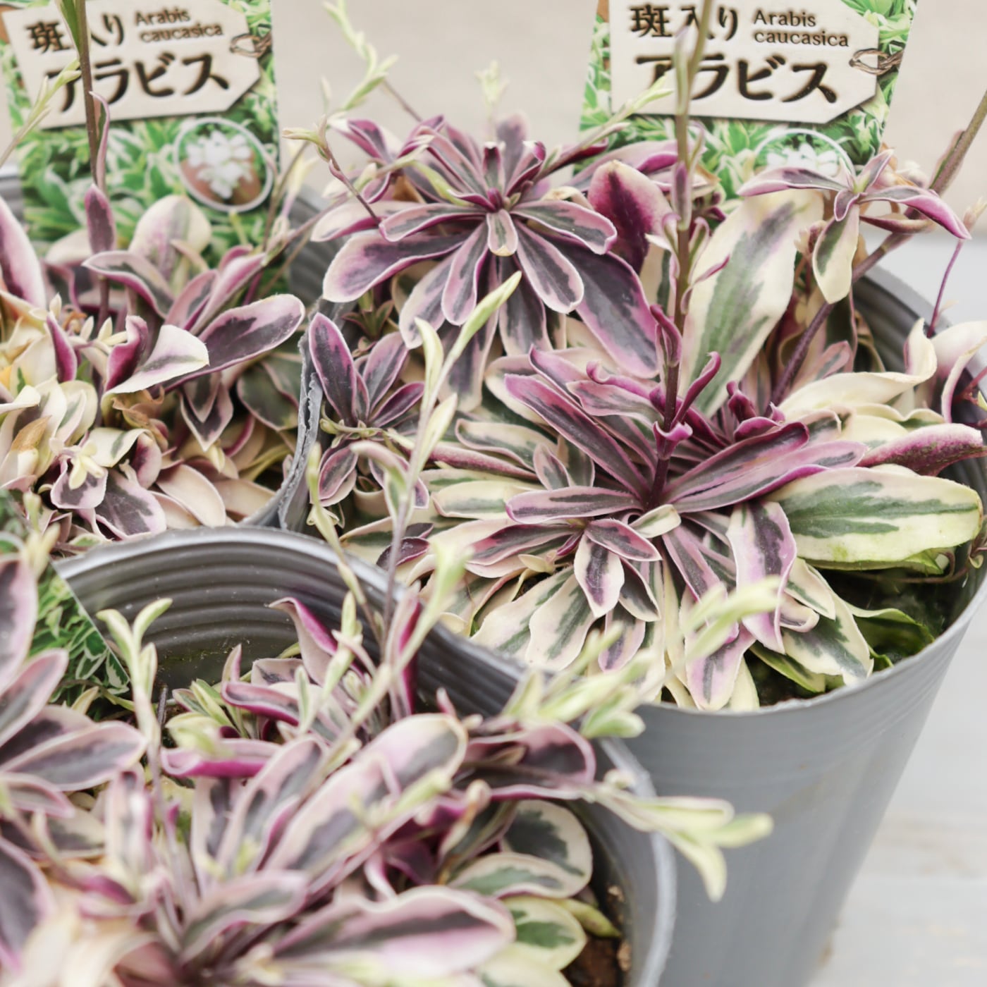 Green heartꕥオンラインショップ
