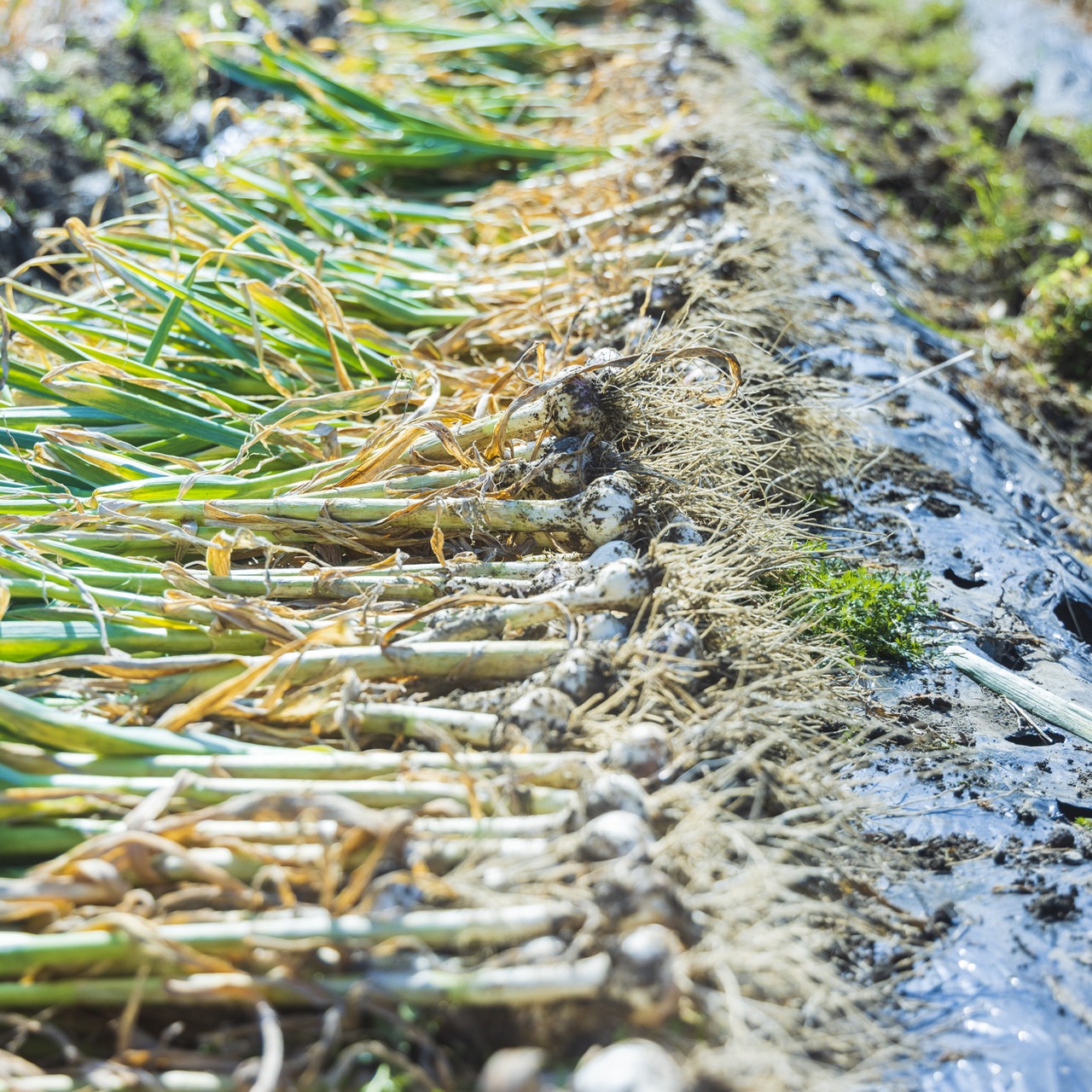 にんにく2kg(農薬・化学肥料・除草剤不使用)