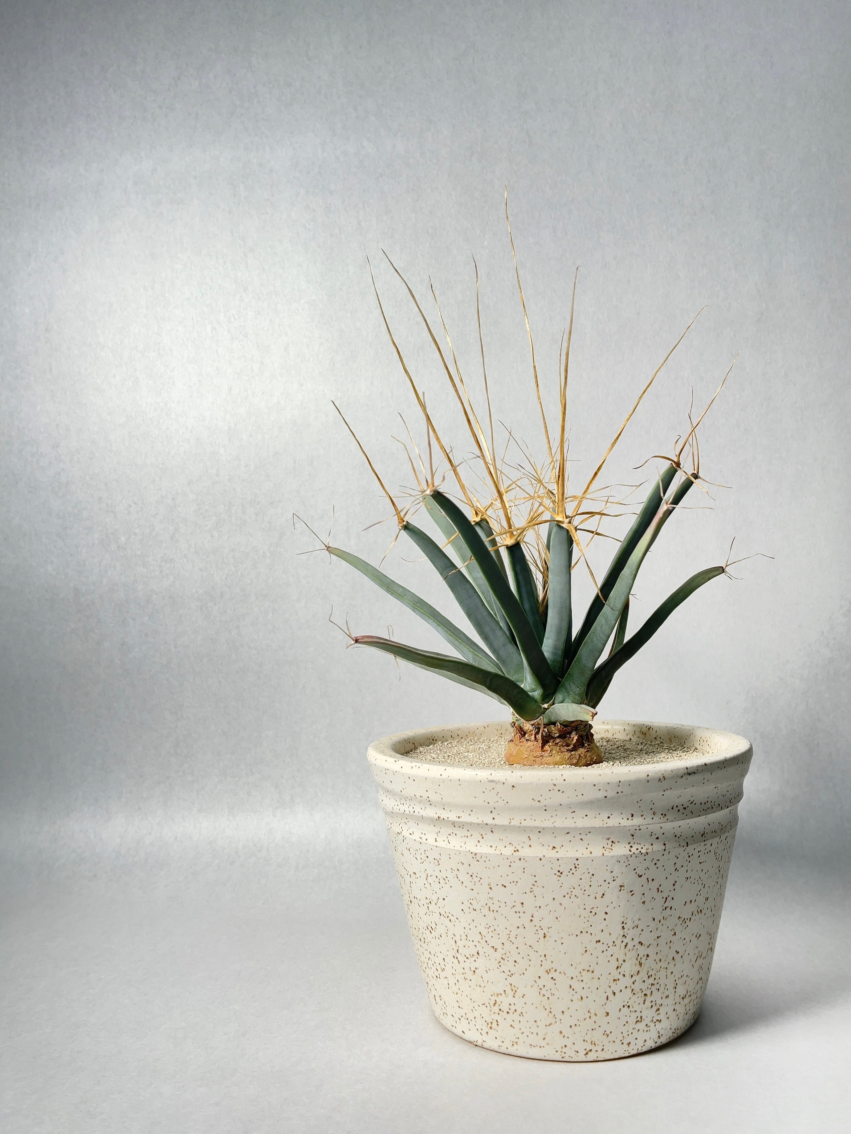 晃山　実生　選抜 晃山 実生 選抜