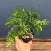 トキワシノブ【514】