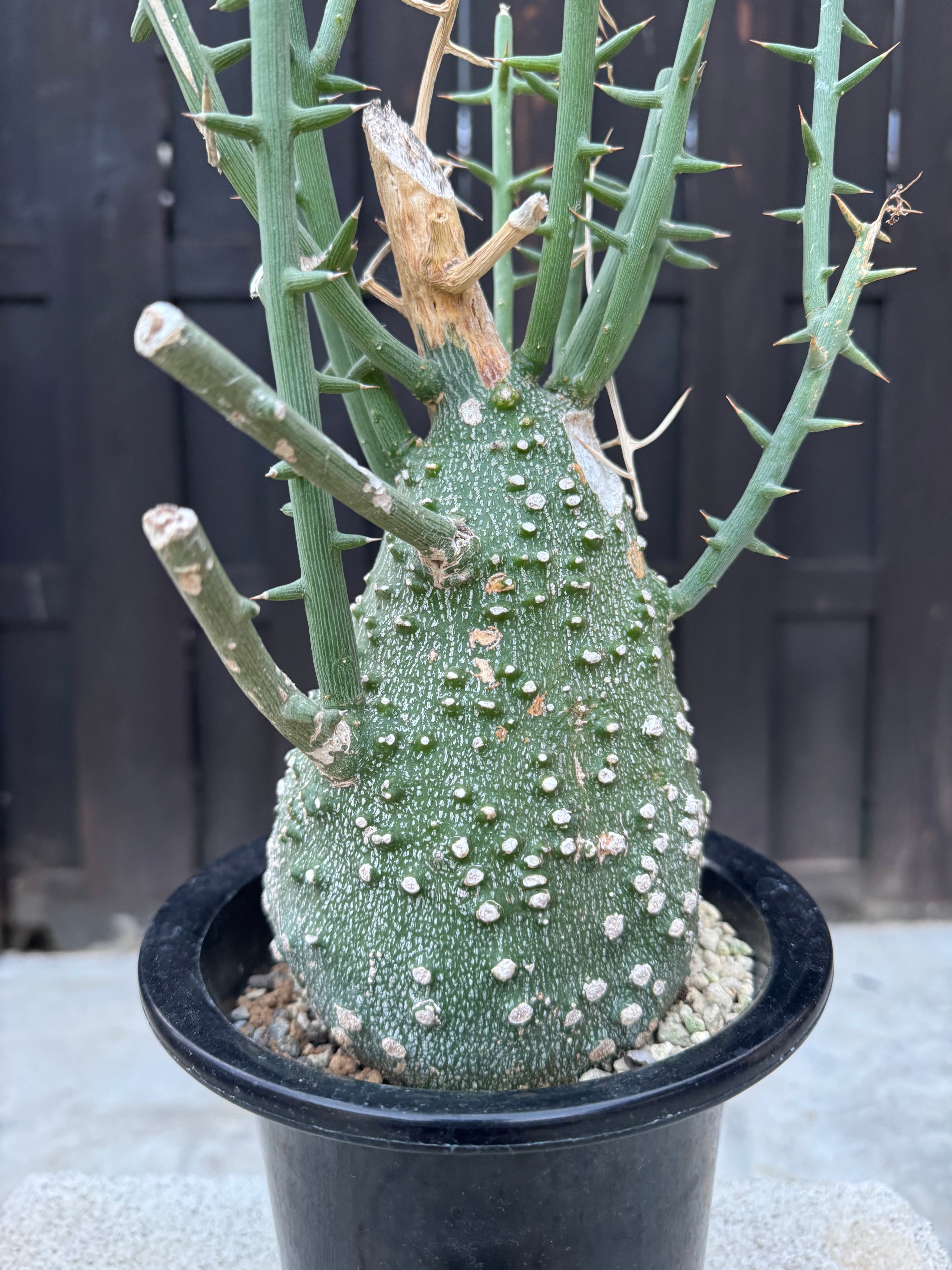 新着】Adenia pseudo globosa【ゴツゴツ肌の手のりサイズ】アデニア