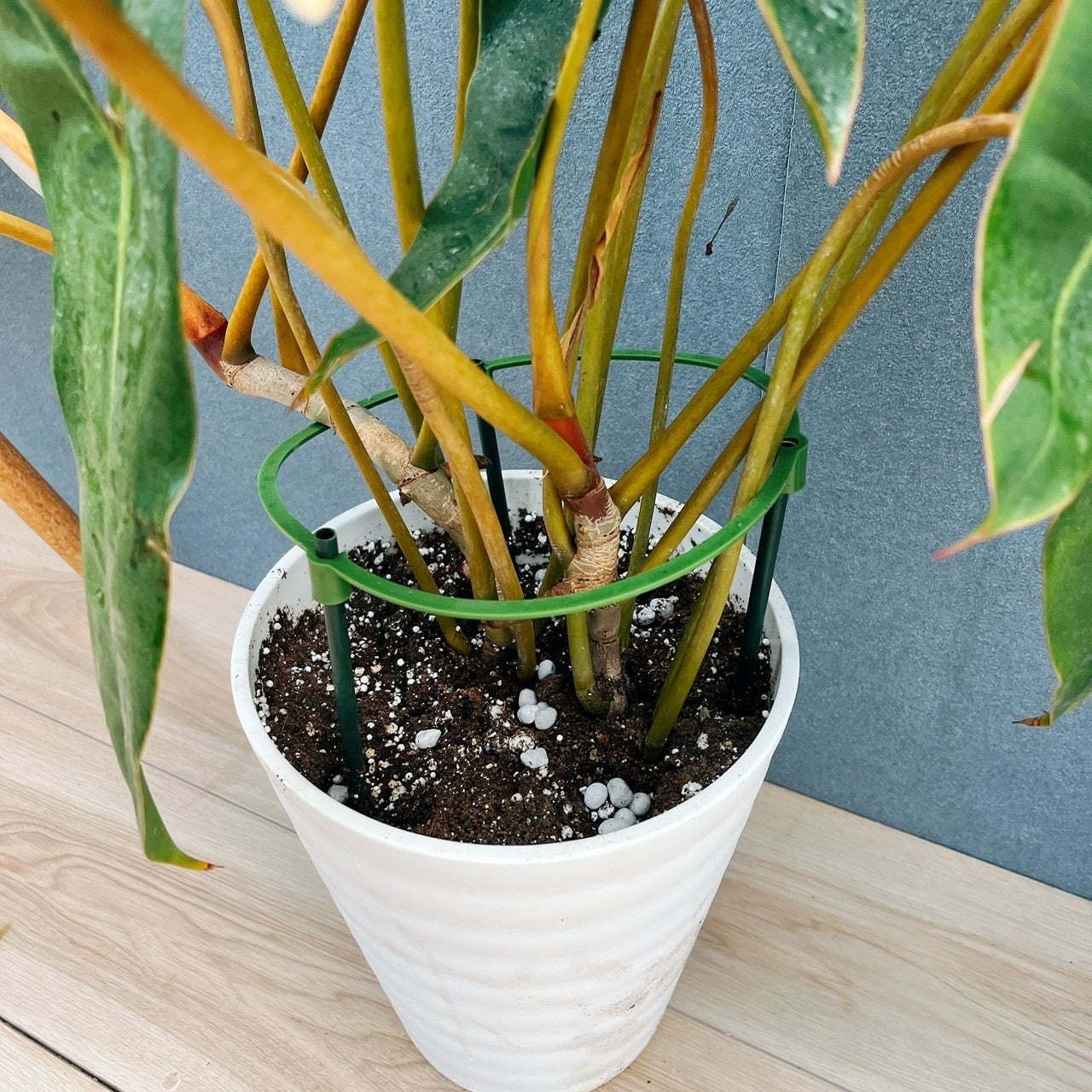 現品］【希少】40番 フィロデンドロン ビレッティア 7号 観葉植物 室内