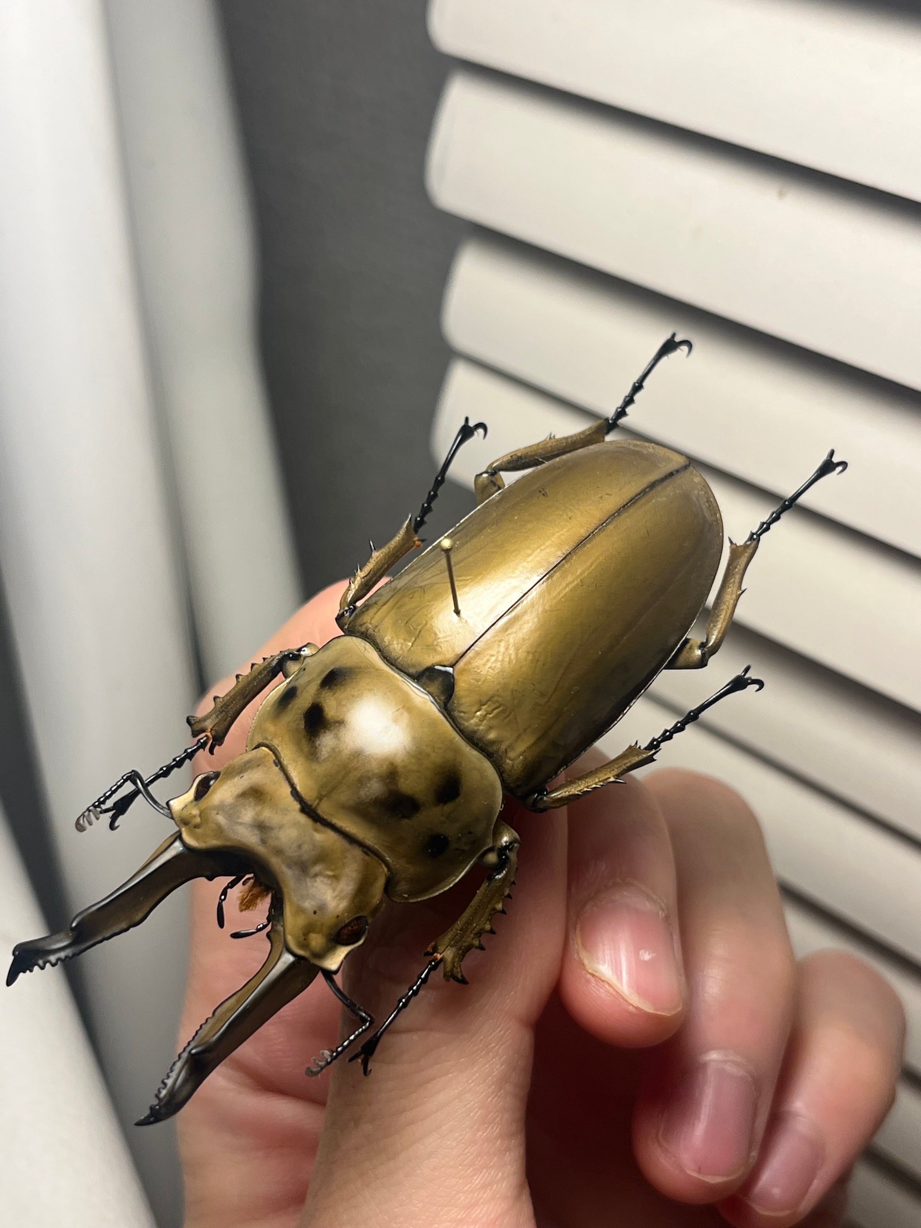 75mm】モセリオウゴンオニクワガタ Allotopus moellenkampi moseri
