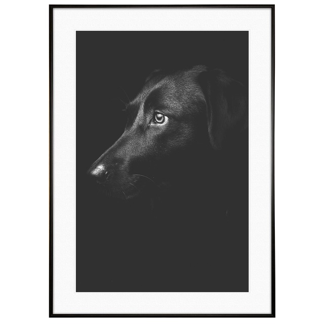 動物写真 犬 レトリーバー インテリア モノクロアートポスター額装 AS1143
