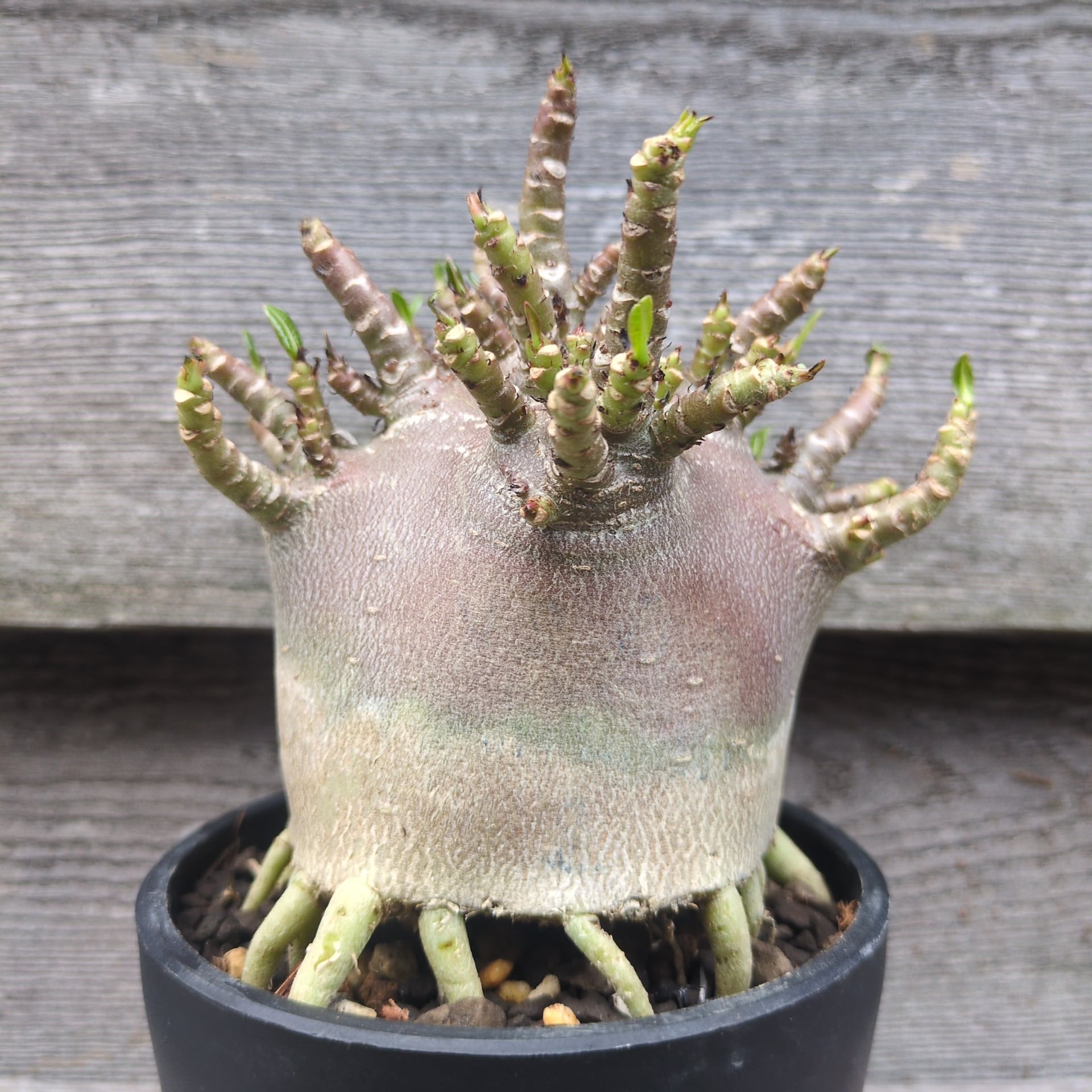 adeadenium（アデアデニウム）