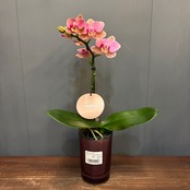 【新着3日限定10%OFF】マイクロ胡蝶蘭【1163】