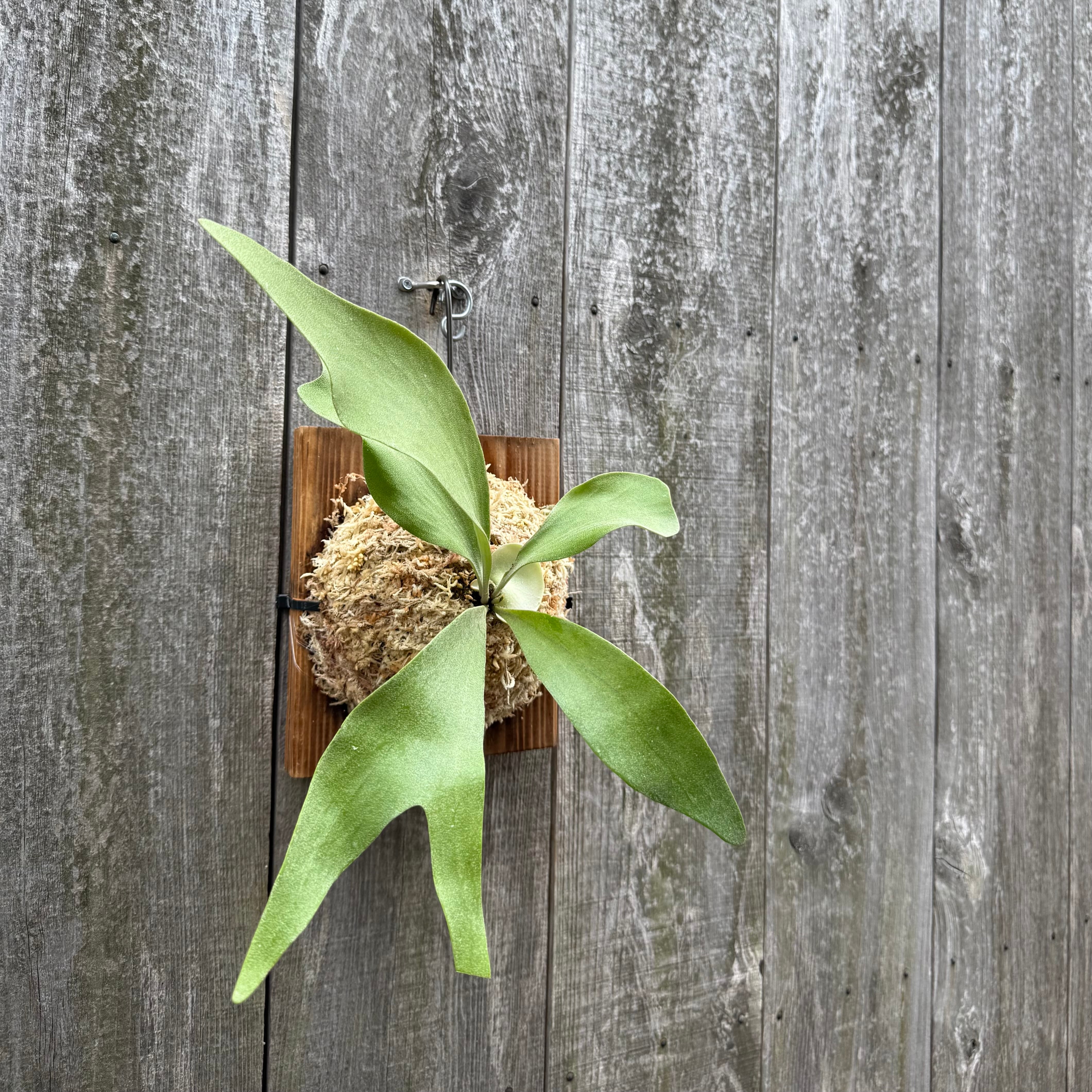 P. Little Finger (pup) | naturefix