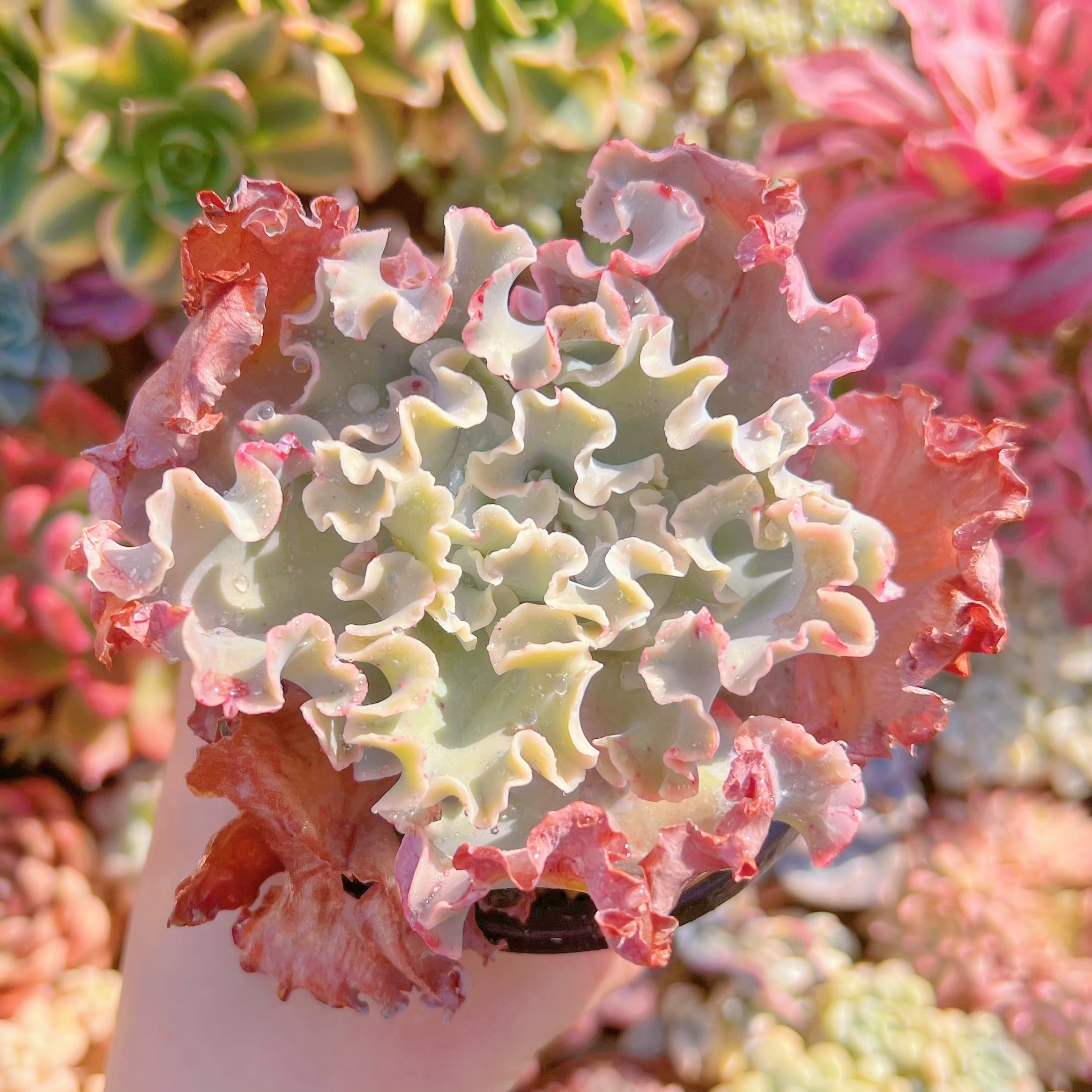 現品　高砂の翁#005　新入荷　るる農園