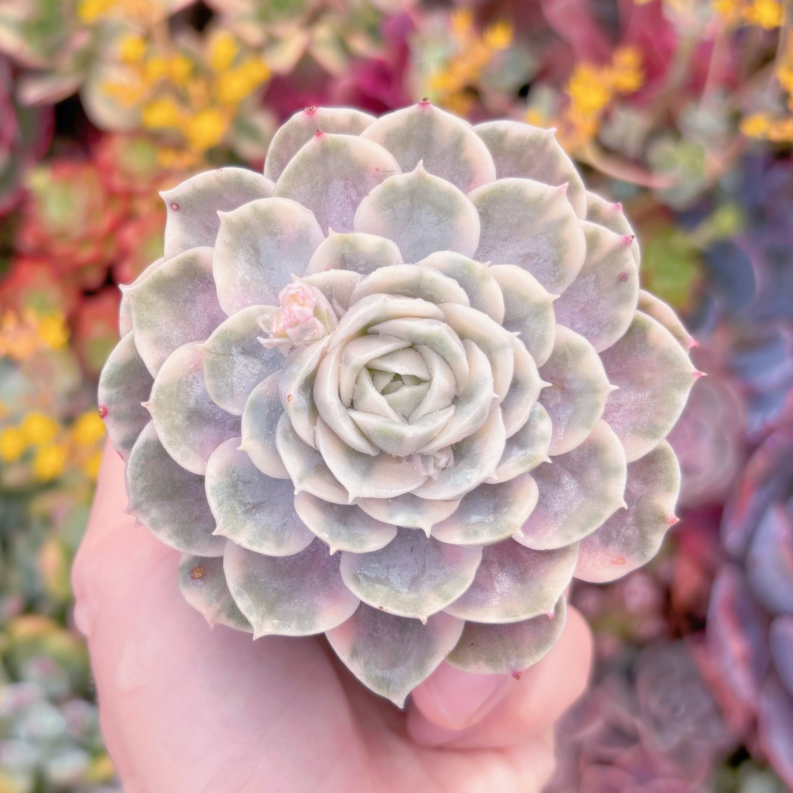 現品　オンスロー錦#637　るる農園