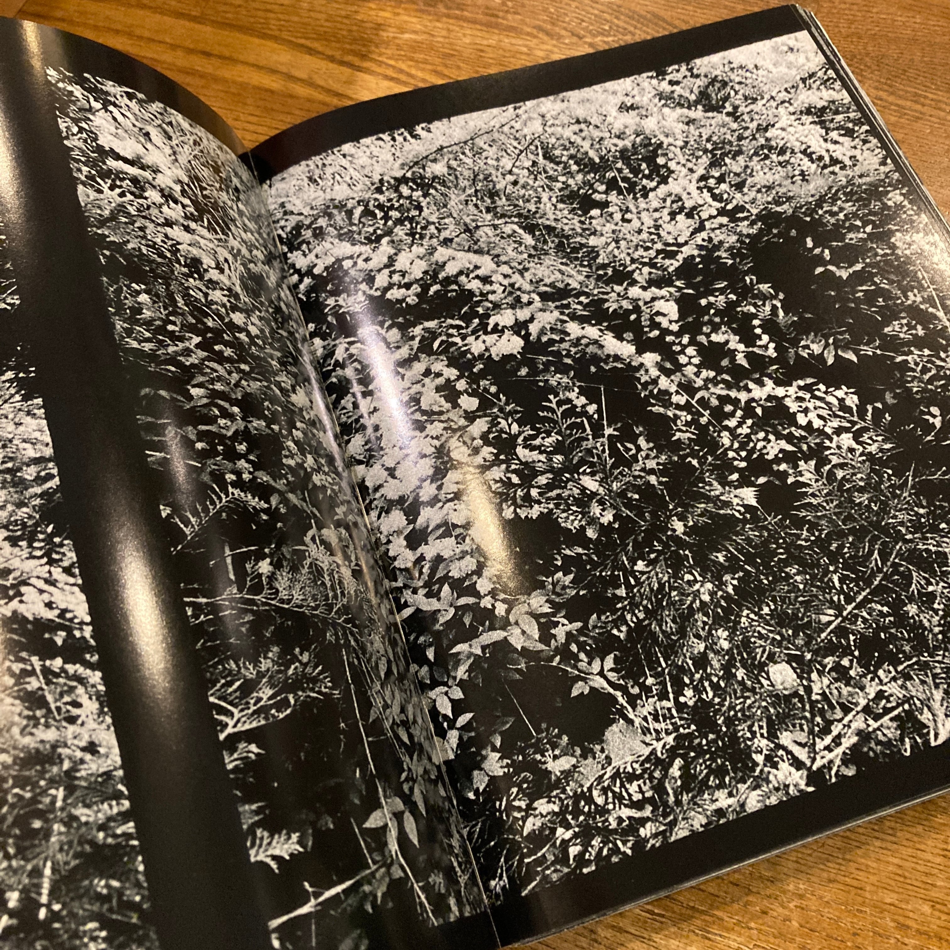 写真よさようなら / 森山大道 | 百年