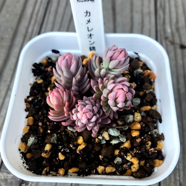 カメレオン錦 Sedum reflexum 'Chameleon' f.variegata 【Nicola苗】