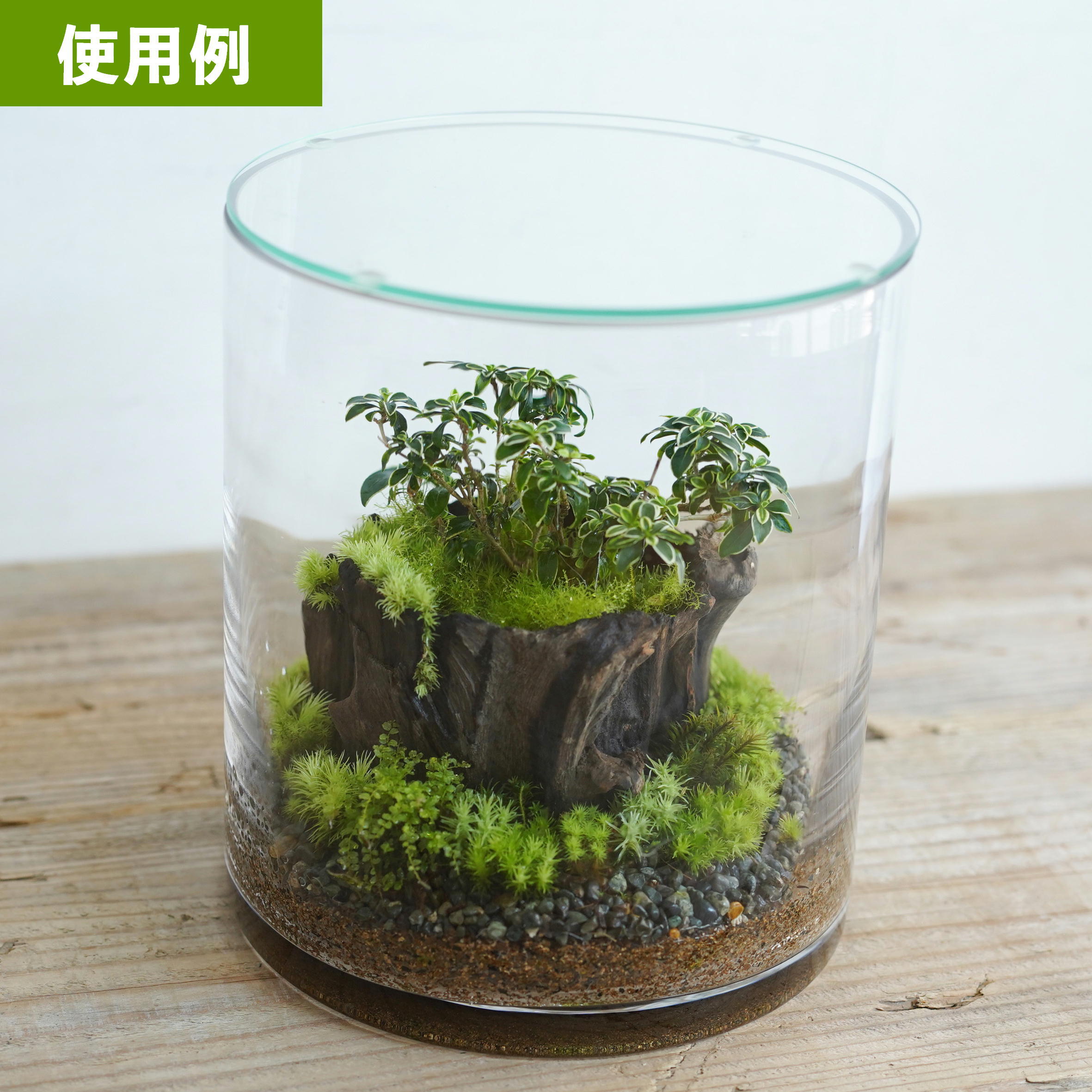 斑入りハクチョウゲ 苔テラリウム作製用素材 ◇テラリウム盆栽用 | 苔