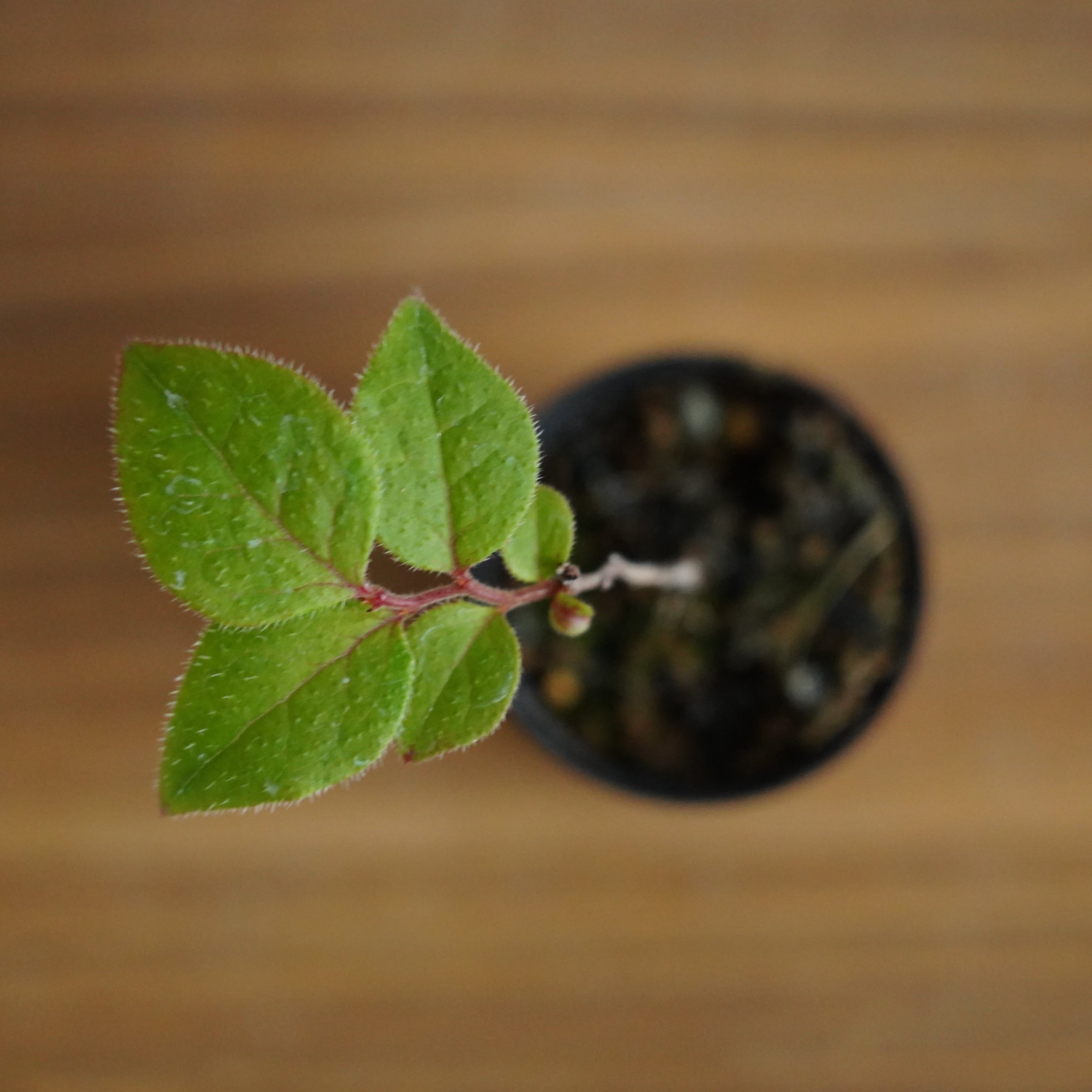 ナツハゼ Vaccinium oldhamii 苔テラリウム作製用素材◇盆栽テラリウム