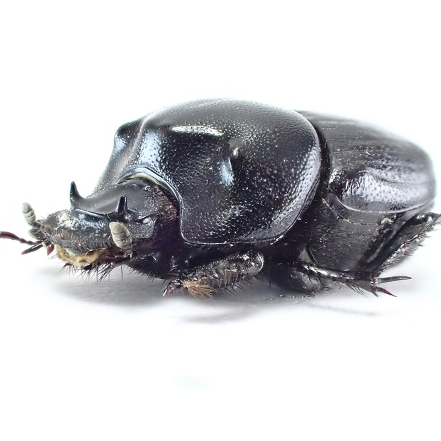 ウズベキスタン産 Onthophagus amyntas ♂♀ 12mm/11mm XL