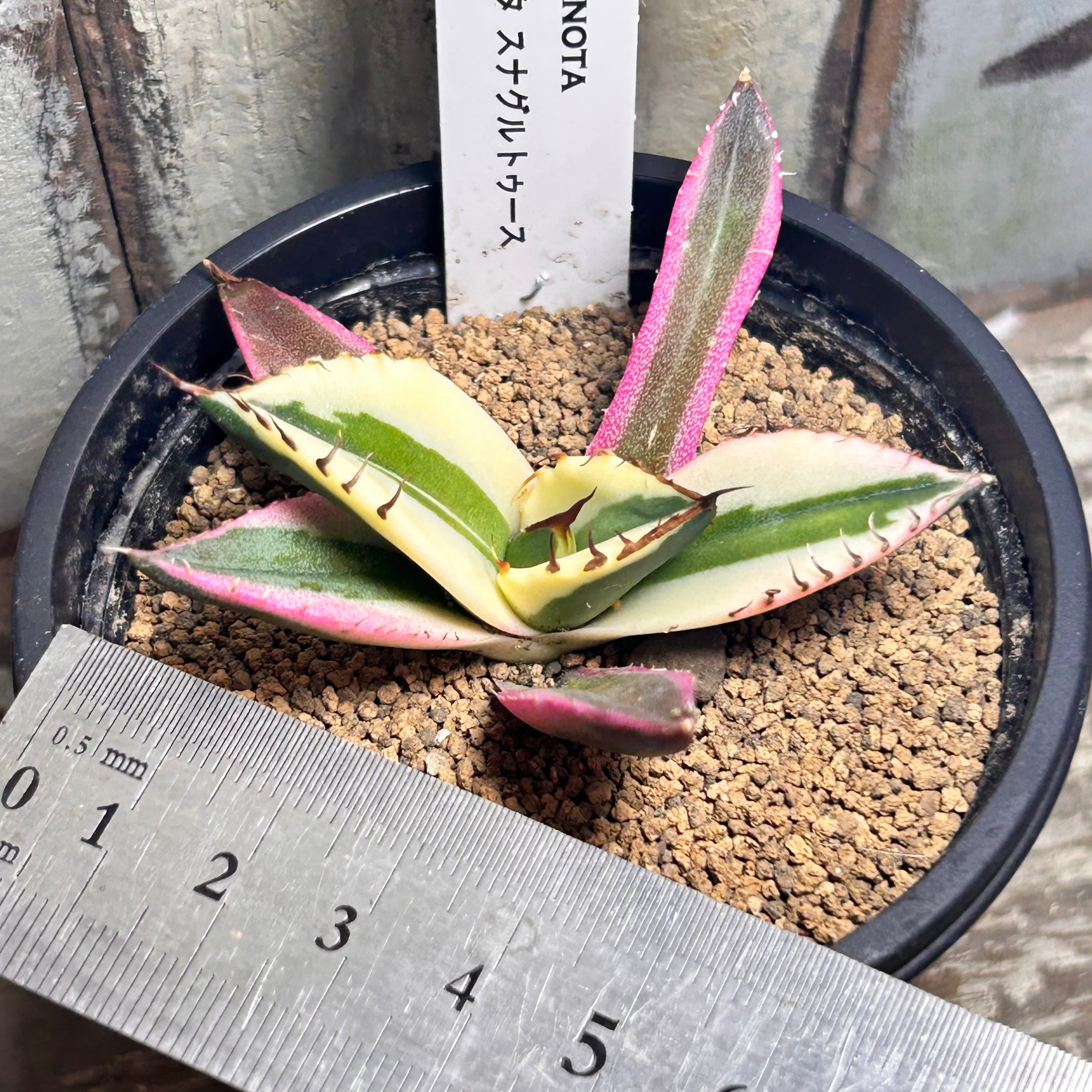 T)アガベ チタノタ スナグルトゥース | RuPo 多肉植物専門店