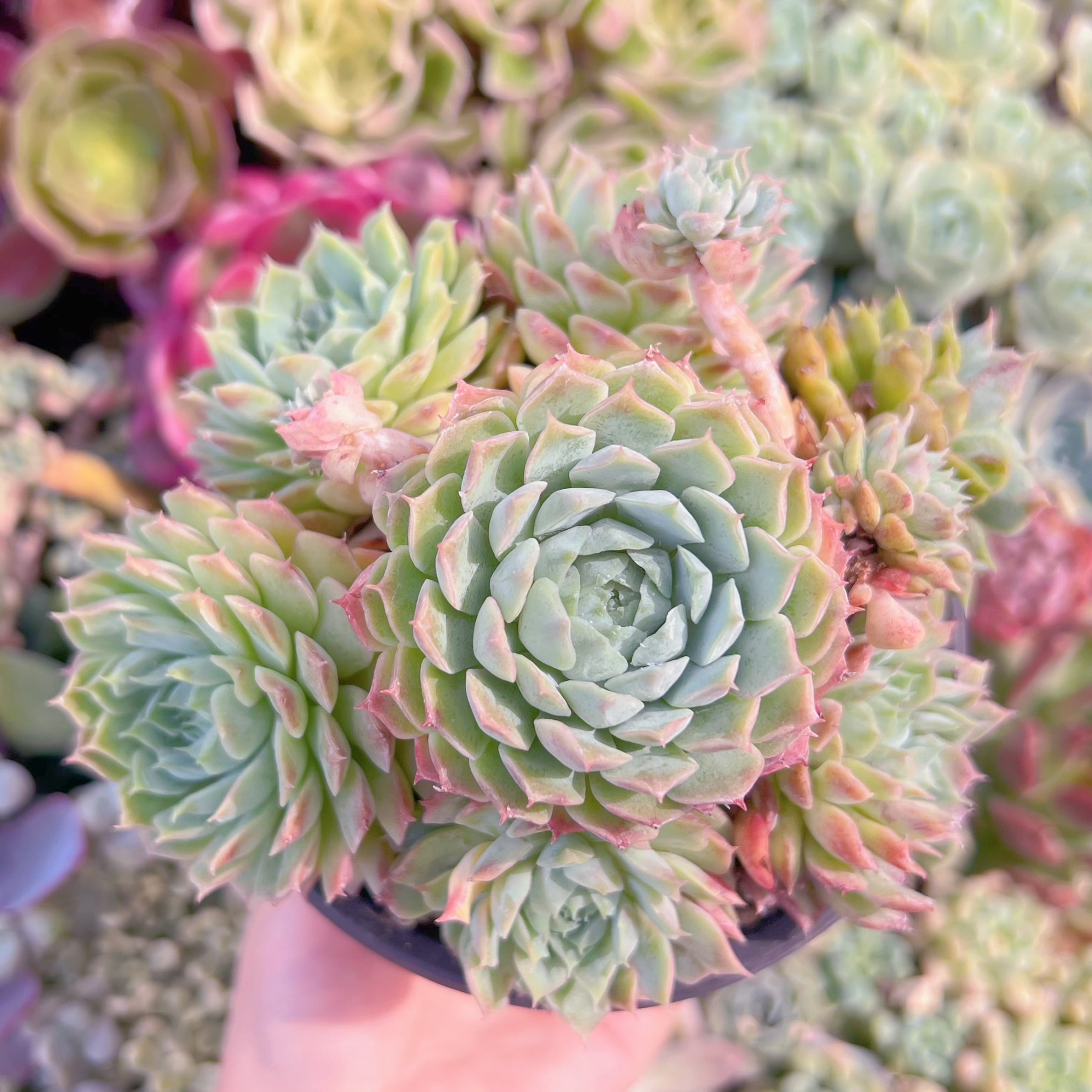 現品　レッドホール#757　大群生　るる農園