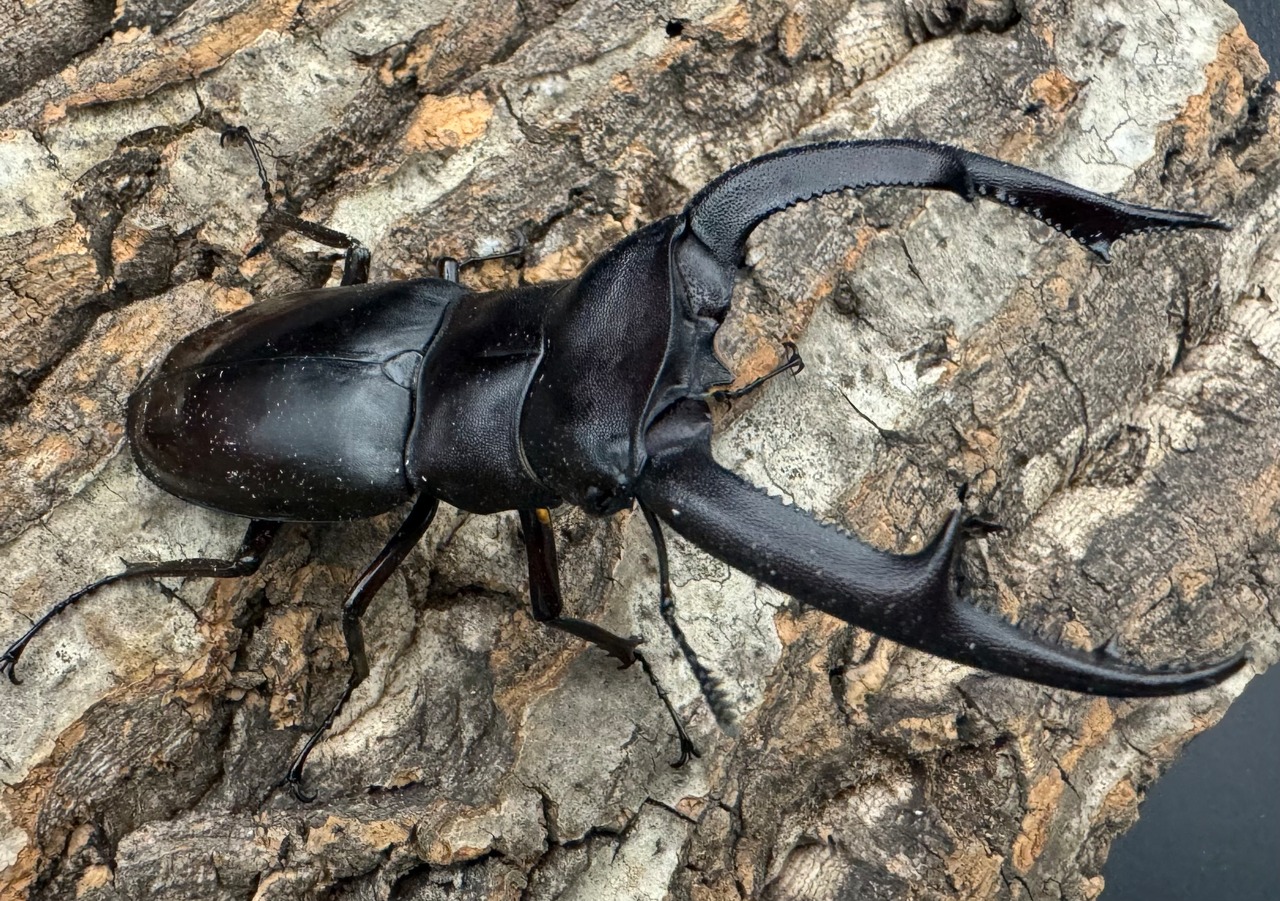 【WD】《マンディブラリスフタマタ 92mm ペア》