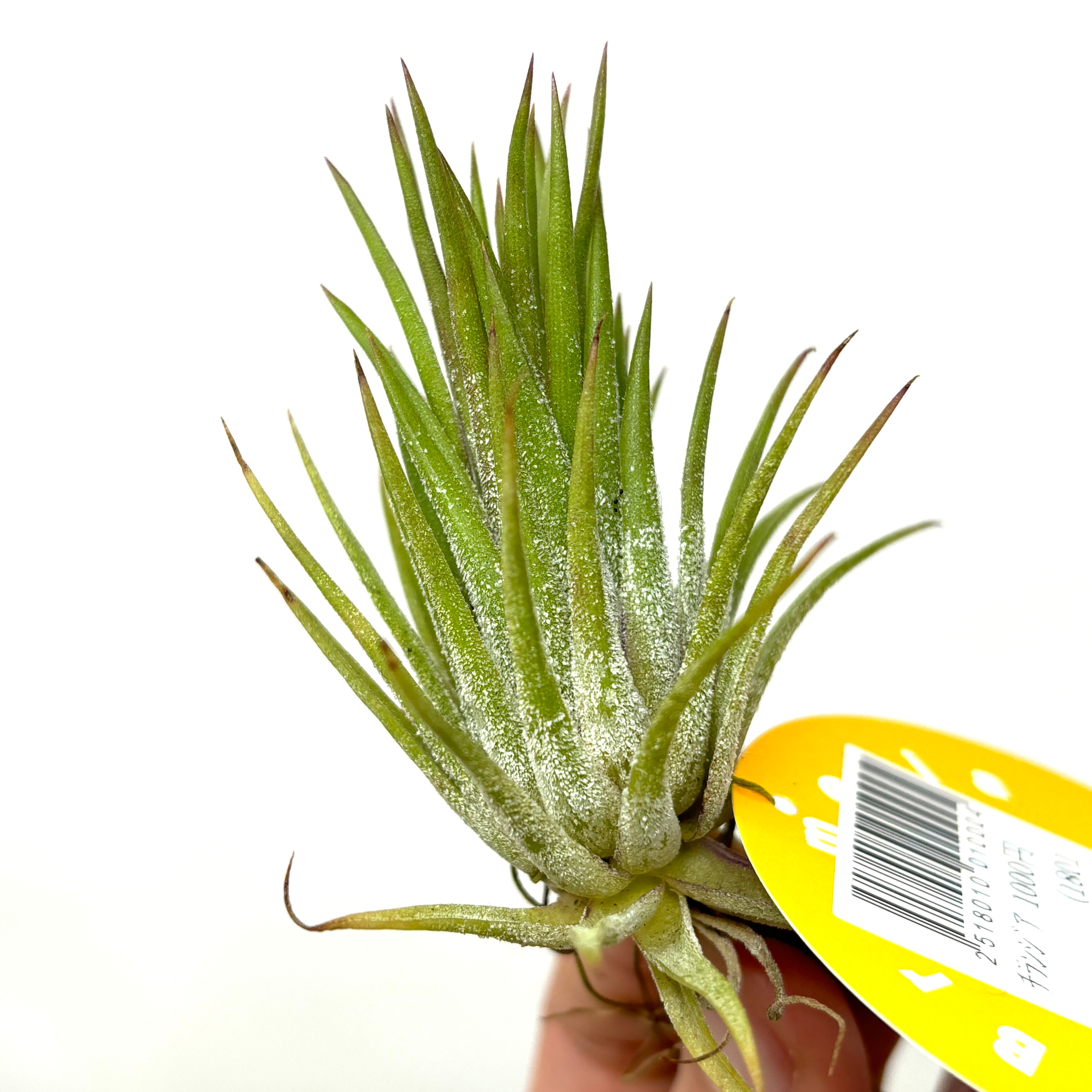 チランジア イオナンタ エボリューション【720】 | PROTOLEAF プロトリーフ