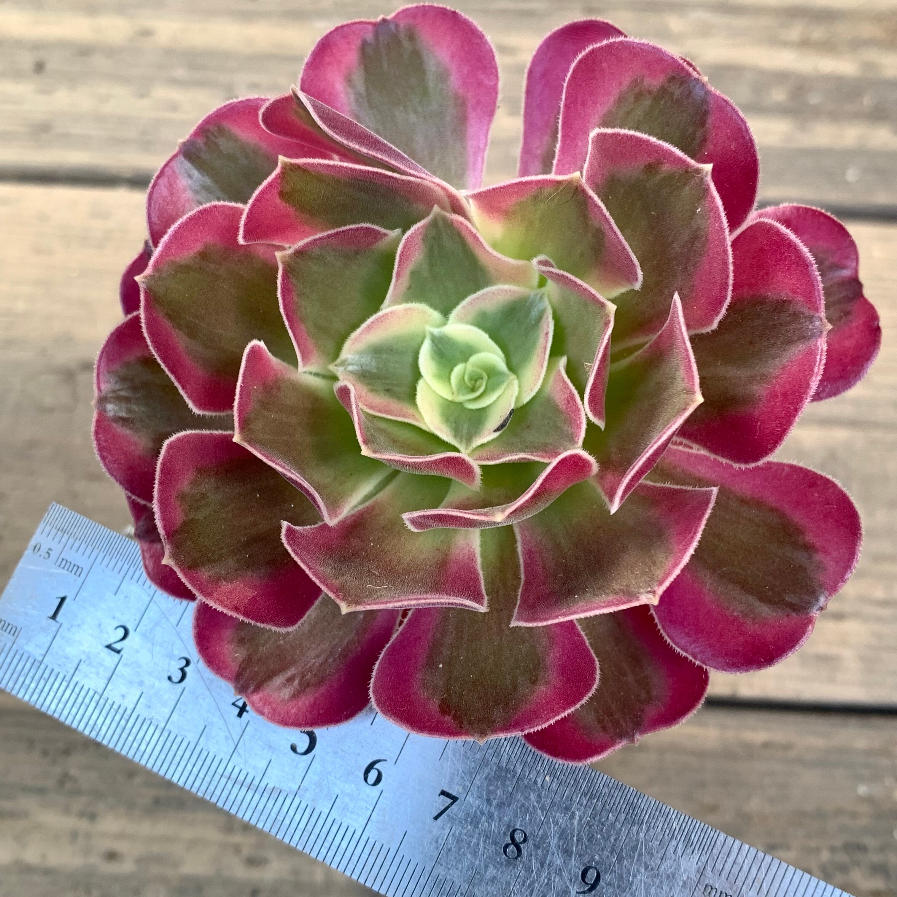 メデューサ(アエオニウム) | RuPo 多肉植物専門店