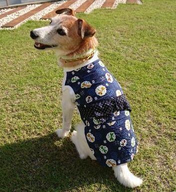 浴衣風ウエア 青地 とんぼ柄 S/M/L サイズ 税込み、犬服*浴衣、浴衣 ...