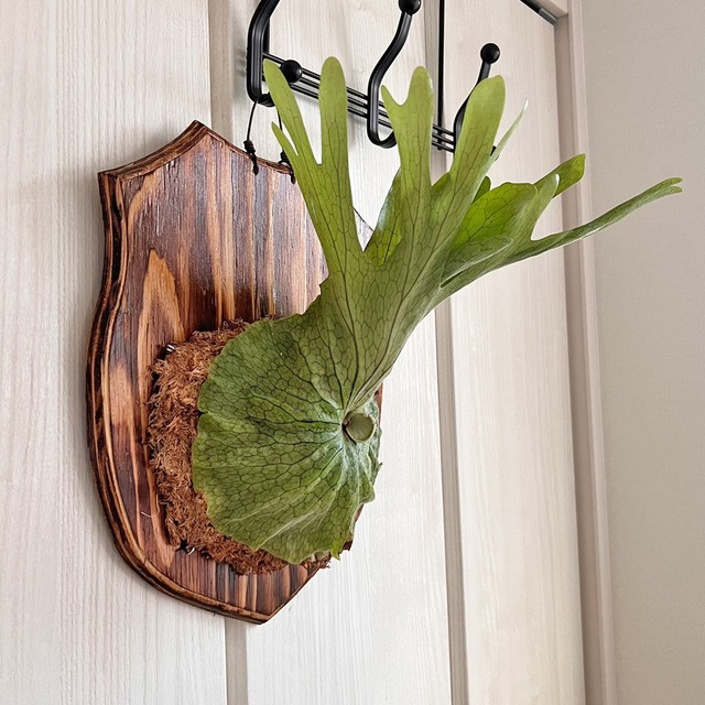 ビカクシダ グランデ 板付 【観葉植物 壁掛け コウモリラン】