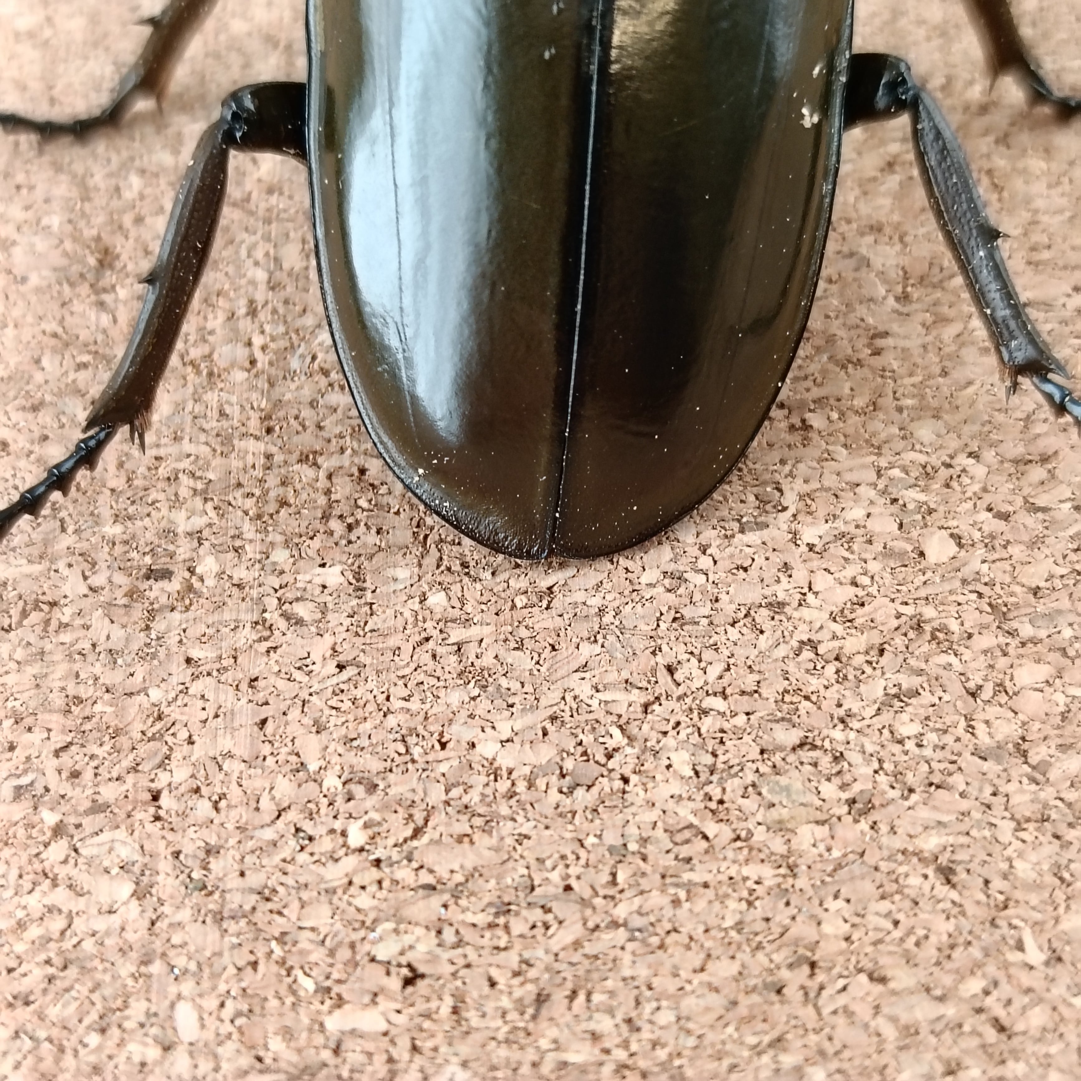 ババオウゴンオニクワガタ ♂ 64.0mm | カブクワショップ横浜