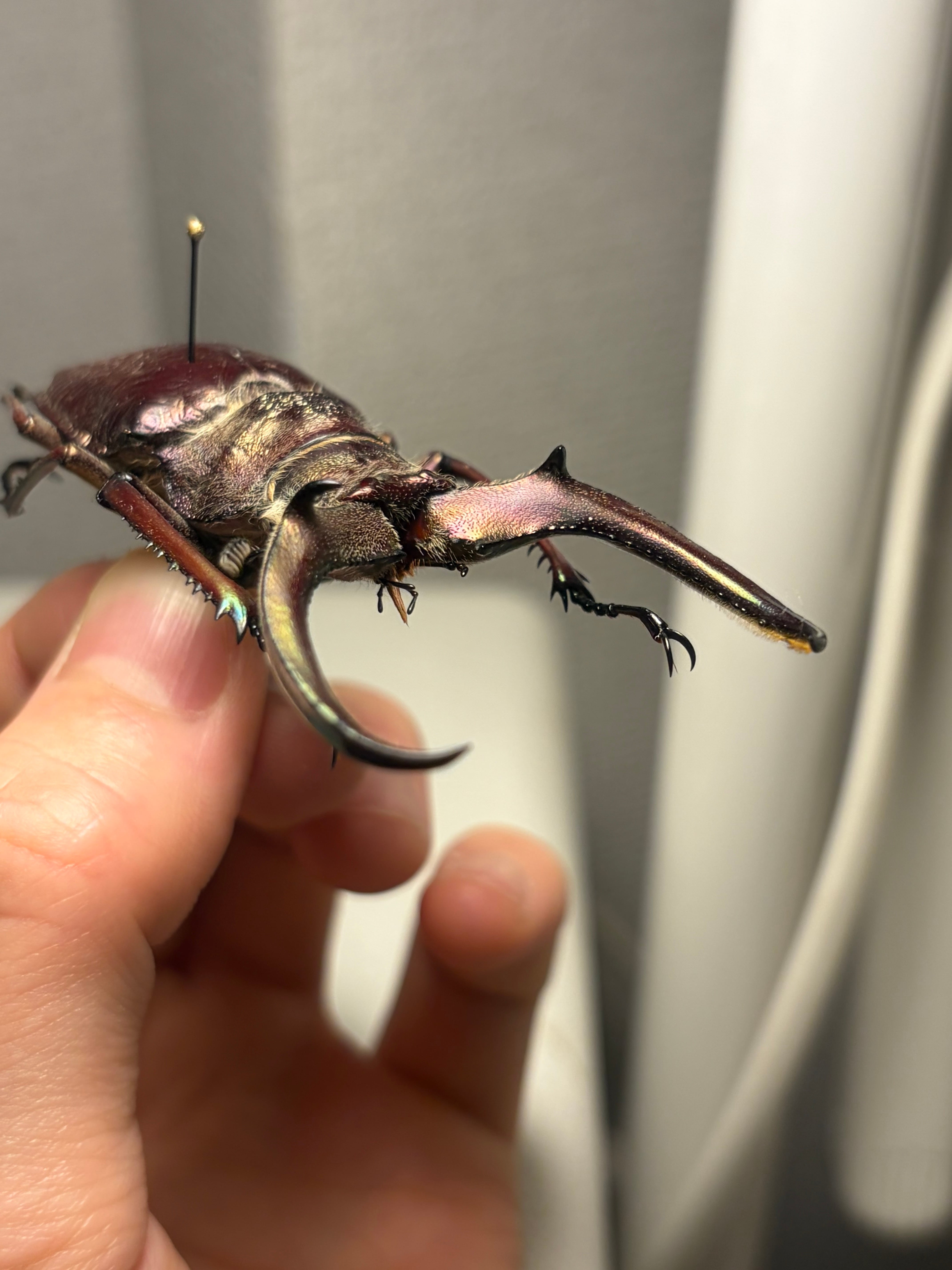 大顎BORDO】ギガンテウスシワバネクワガタ 昆虫標本 チリクワガタ