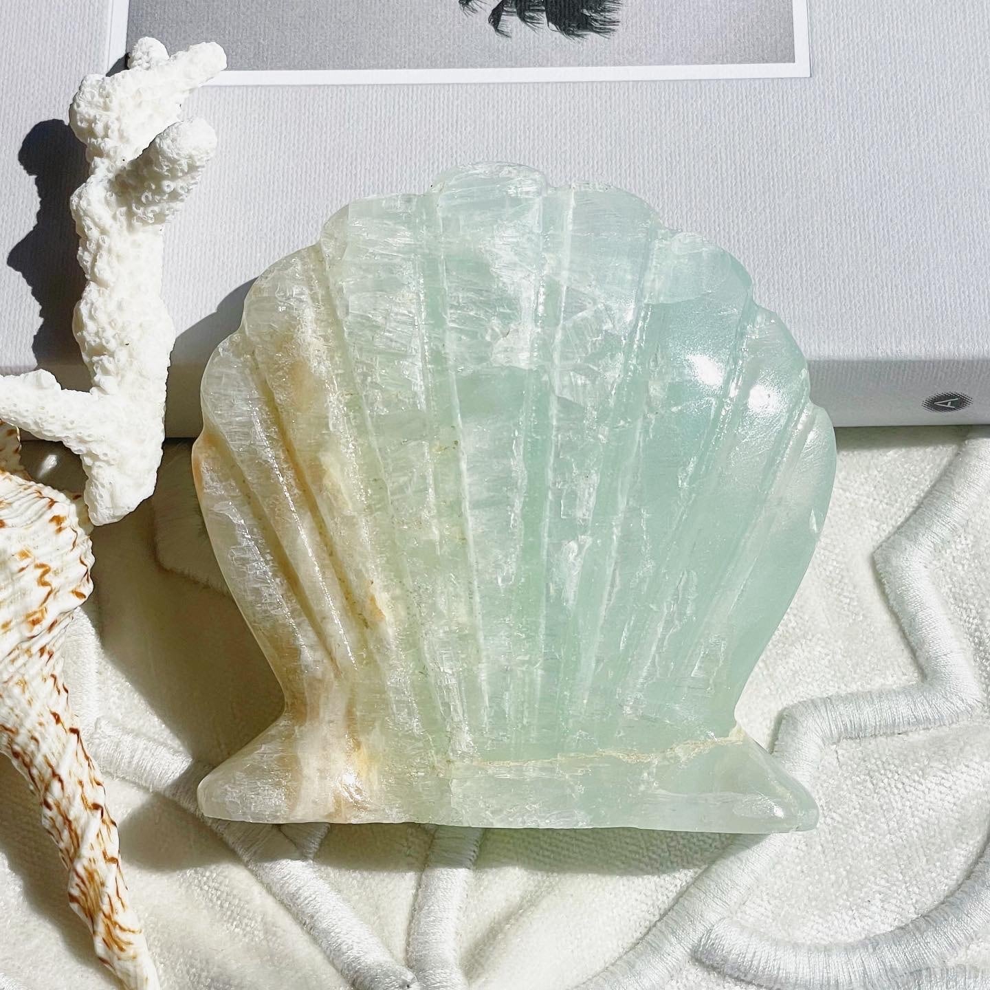 Caribbean Blue Calcite Shell 1