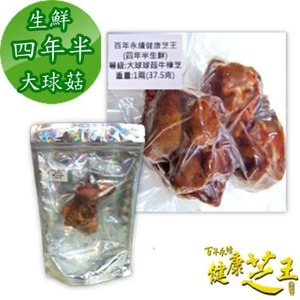 牛樟芝(四年半特頂大球菇) 生鮮品 (37.5g /1兩)【台湾・ベニクスノキタケ】