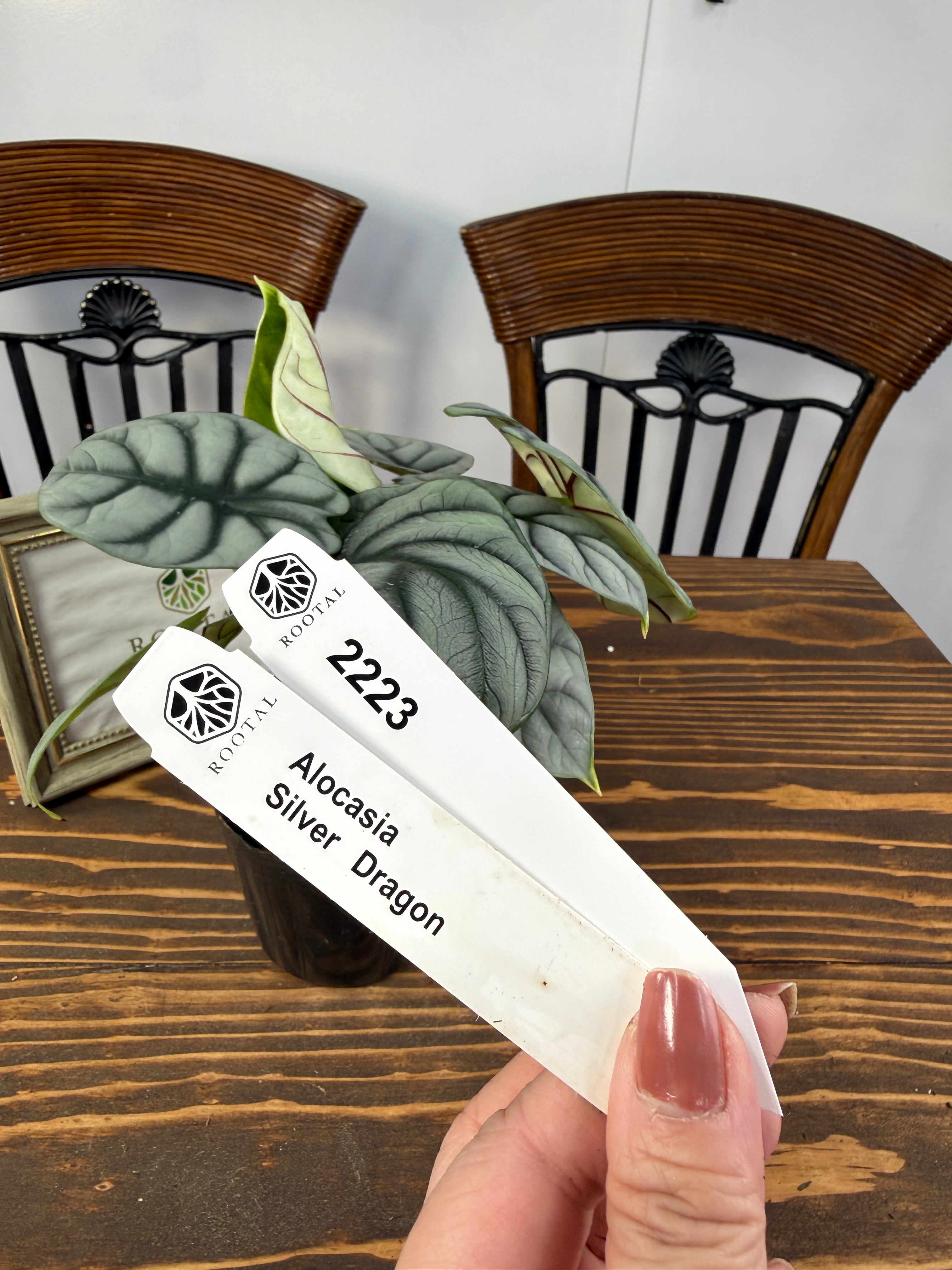 ★2223 アロカシア シルバードラゴン (3号ポット)※送料無料(一部除く)