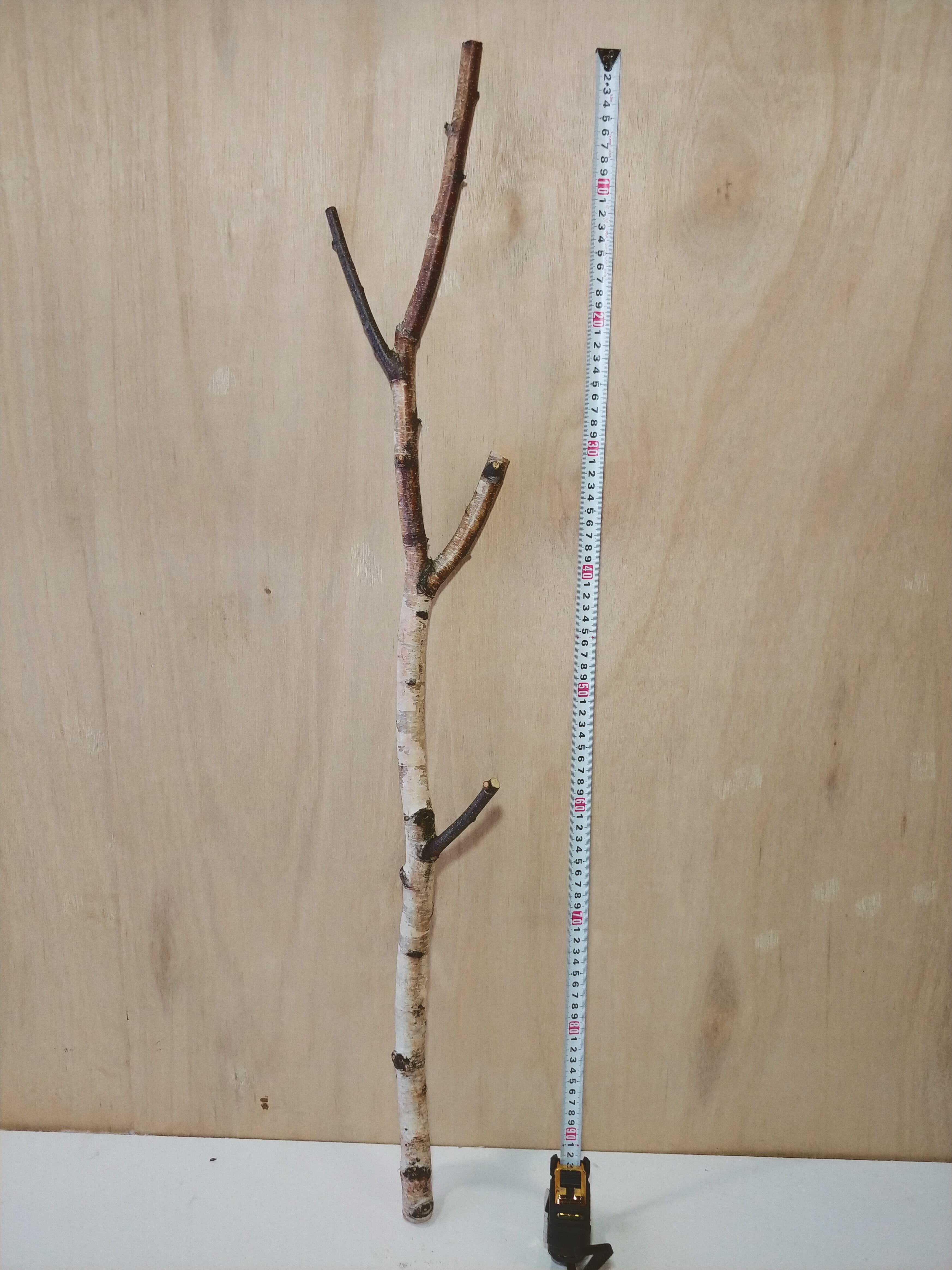 白樺枝1m 極細 太さ2cm Shizenka｜白樺樹皮と枝・丸太の通販
