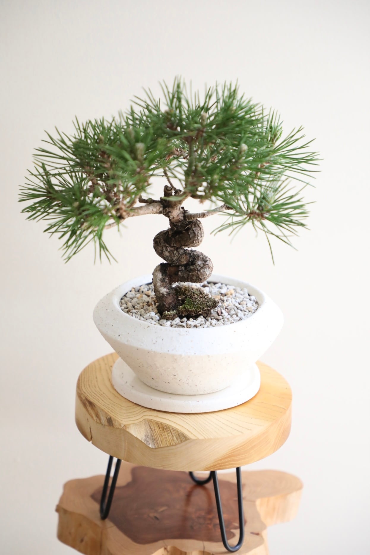 S】黒松 盆栽/Japanese black pine bonsai ※陶器鉢付き | 【厳選植物