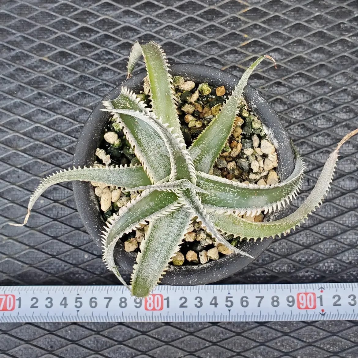 F00647_Dyckia 'Wasabi' (BCR:13644)：ディッキア・ワサビ（子株