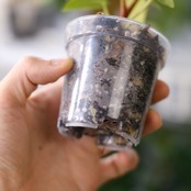 Anthurium Carlablackiae × A. Ace of Spade / アンスリウム カーラブラッキー × エース オブ スペード │観葉植物