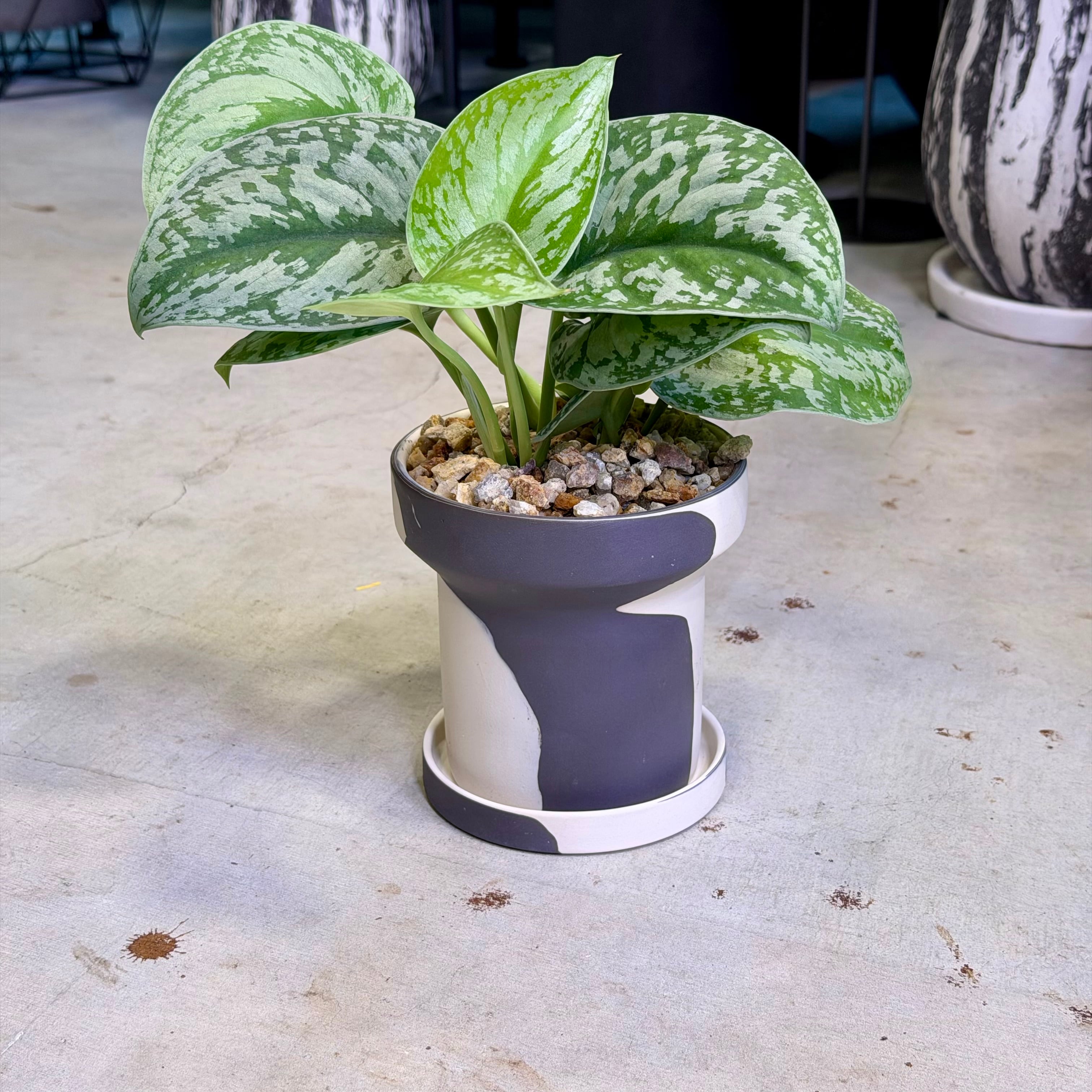 スキンダプサス・トレビー | barrelplants_BONSAI