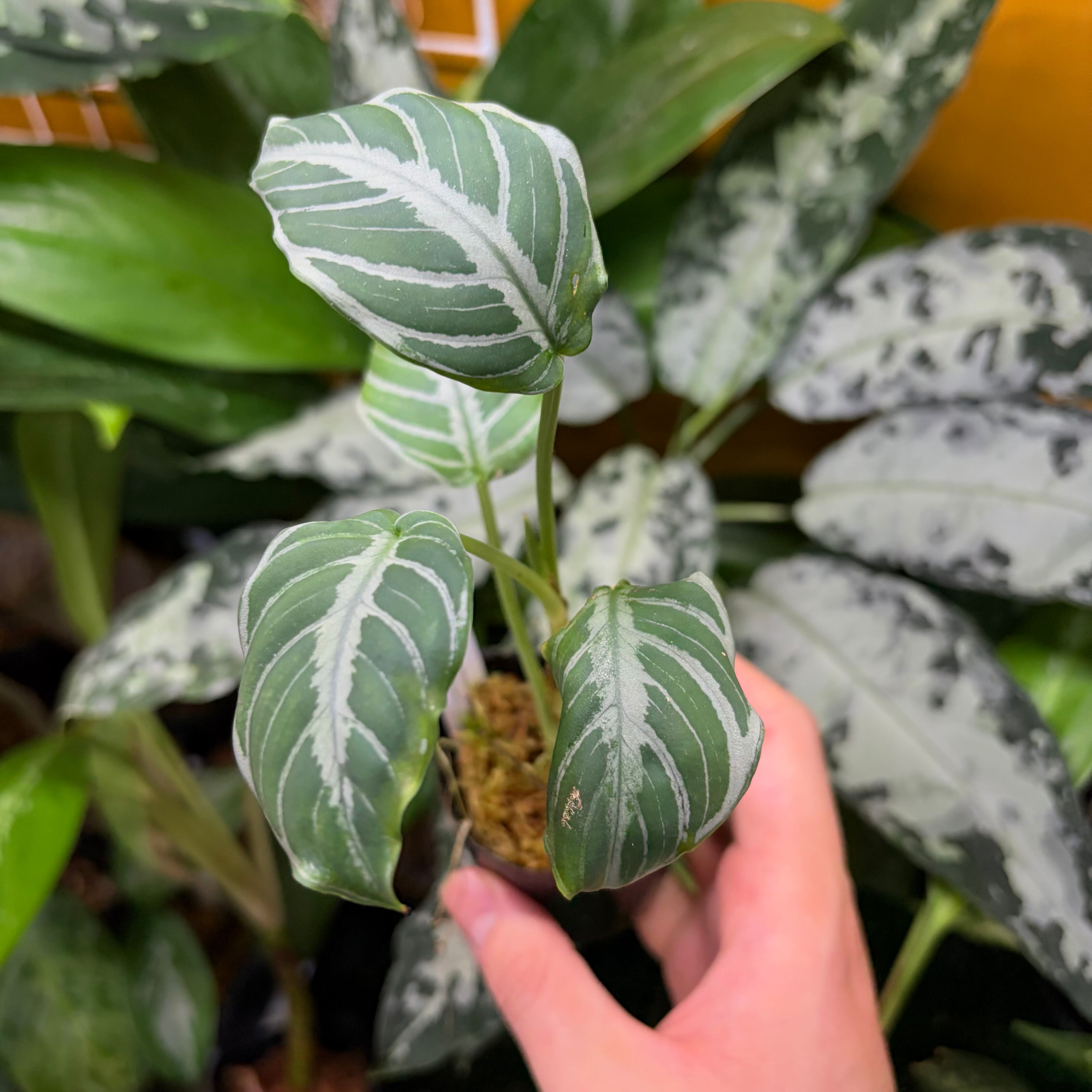 Aglaonema sp. Krabi 【ZOE0626-04t】 アグラオネマ | 熱帯雨林植物