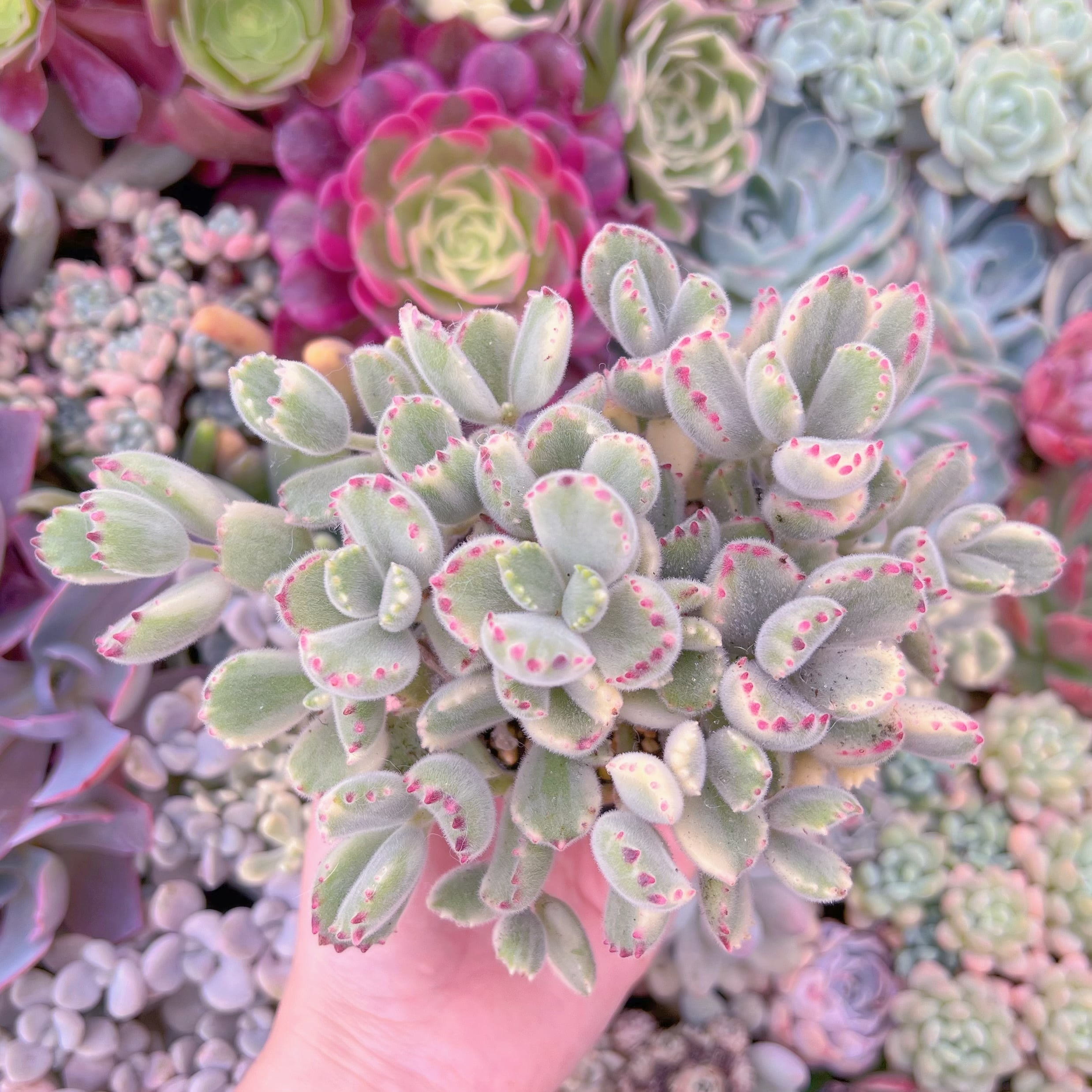 現品　白熊#F087　るる農園