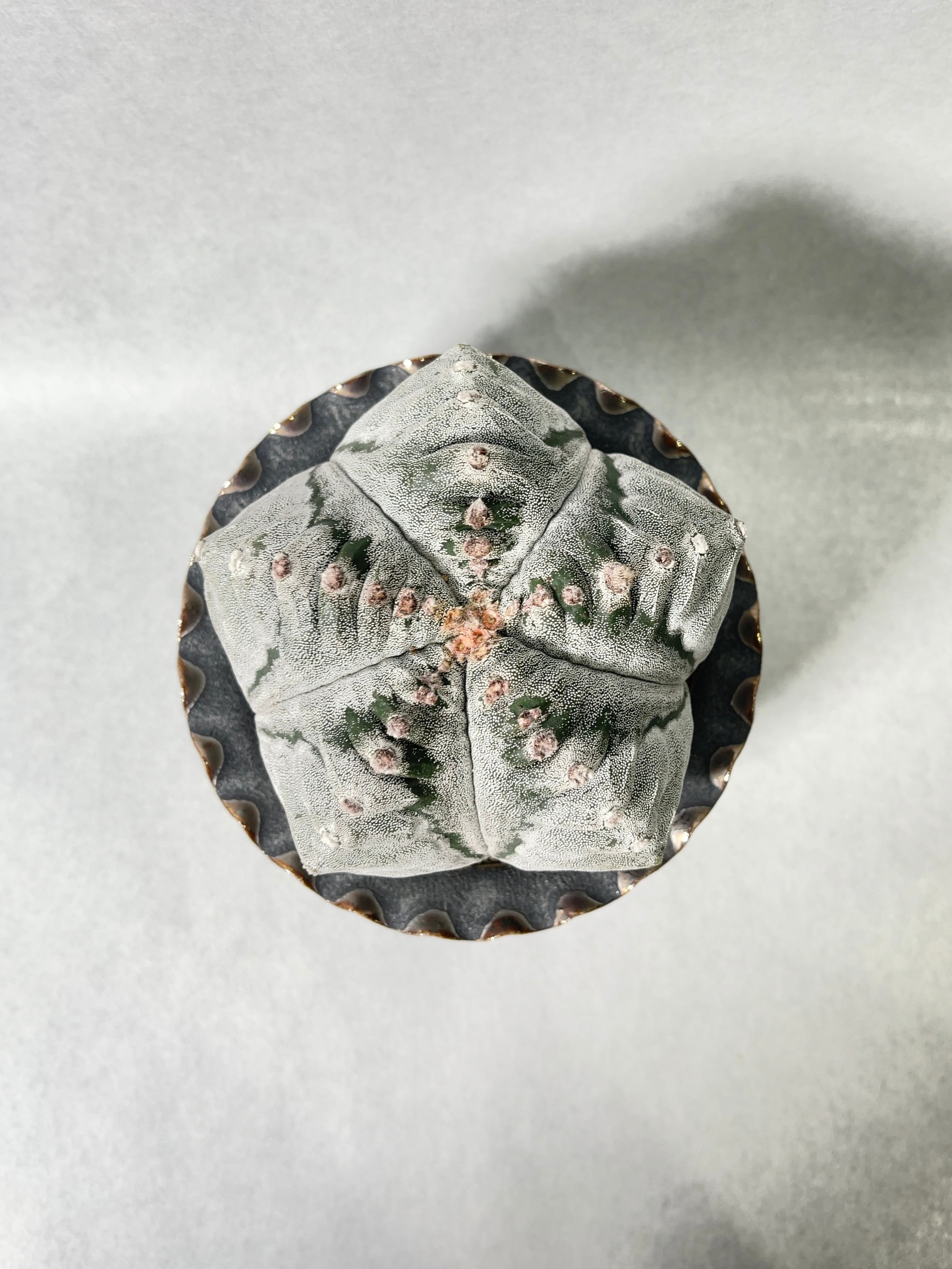 アストロフィツム・肋骨鸞鳳玉 | trigger