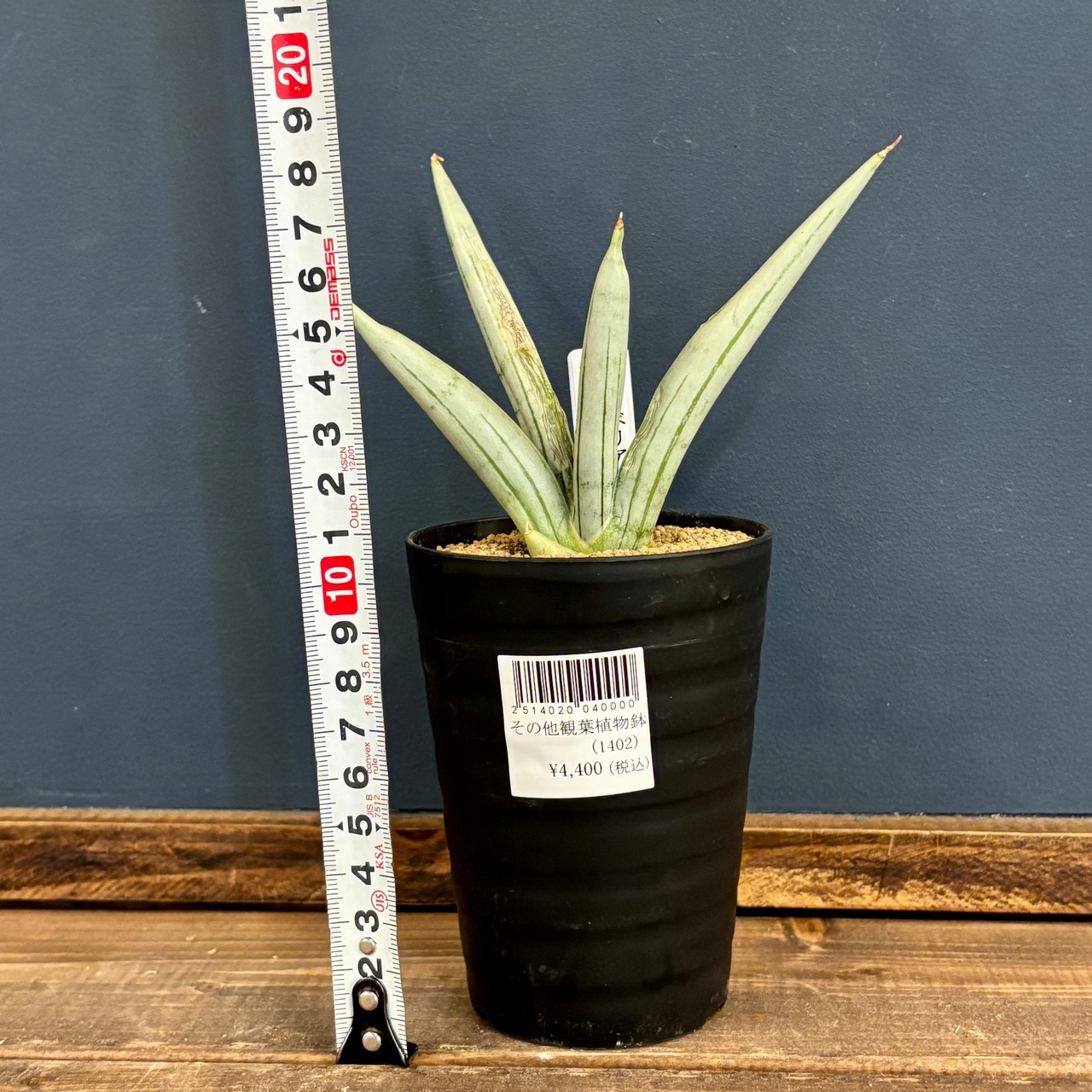 サンスベリア(サンセベリア)　アイスマン【1060】