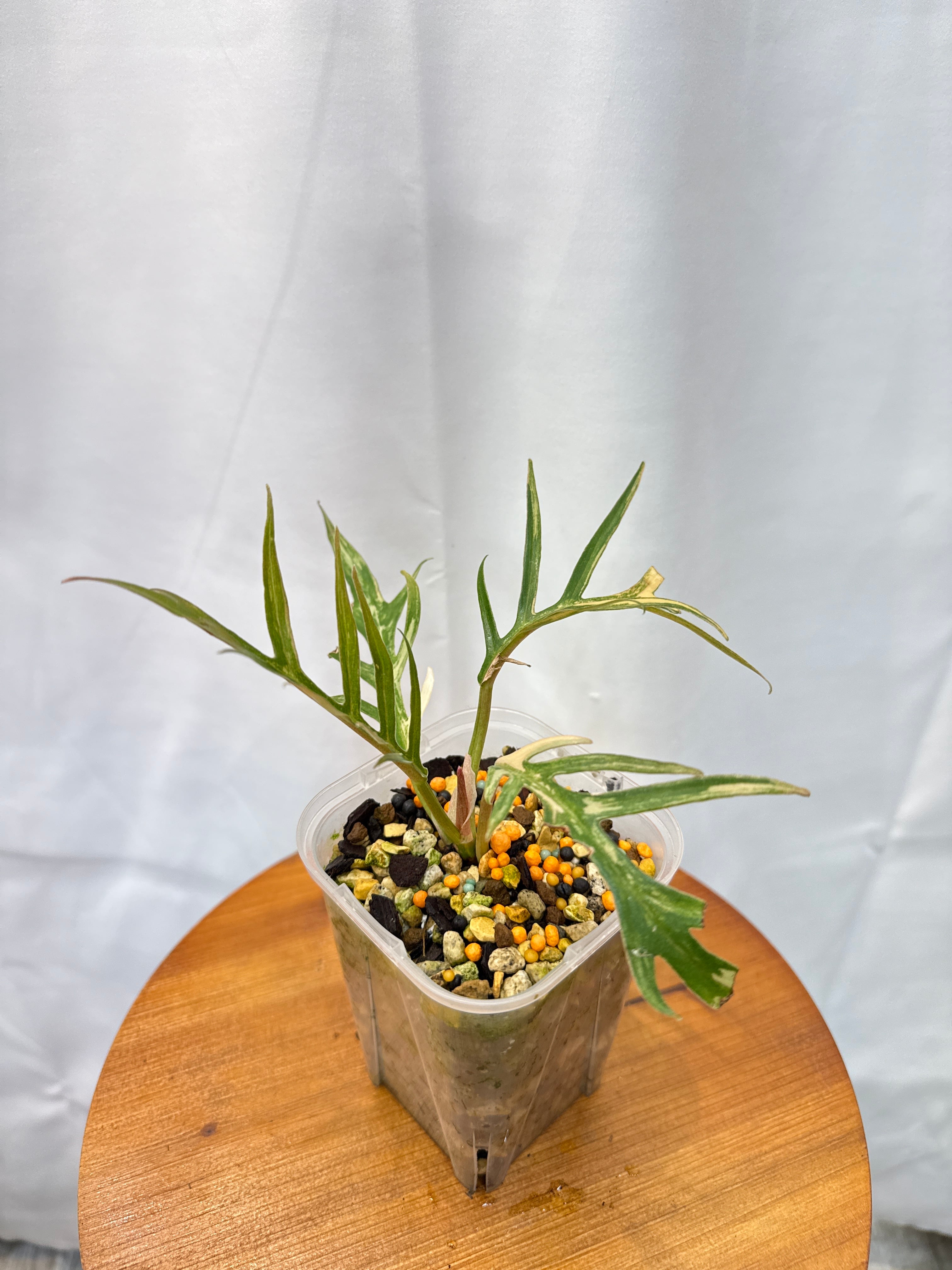 フィロデンドロン トータム斑入り | Gardenえん 【観葉熱帯植物】