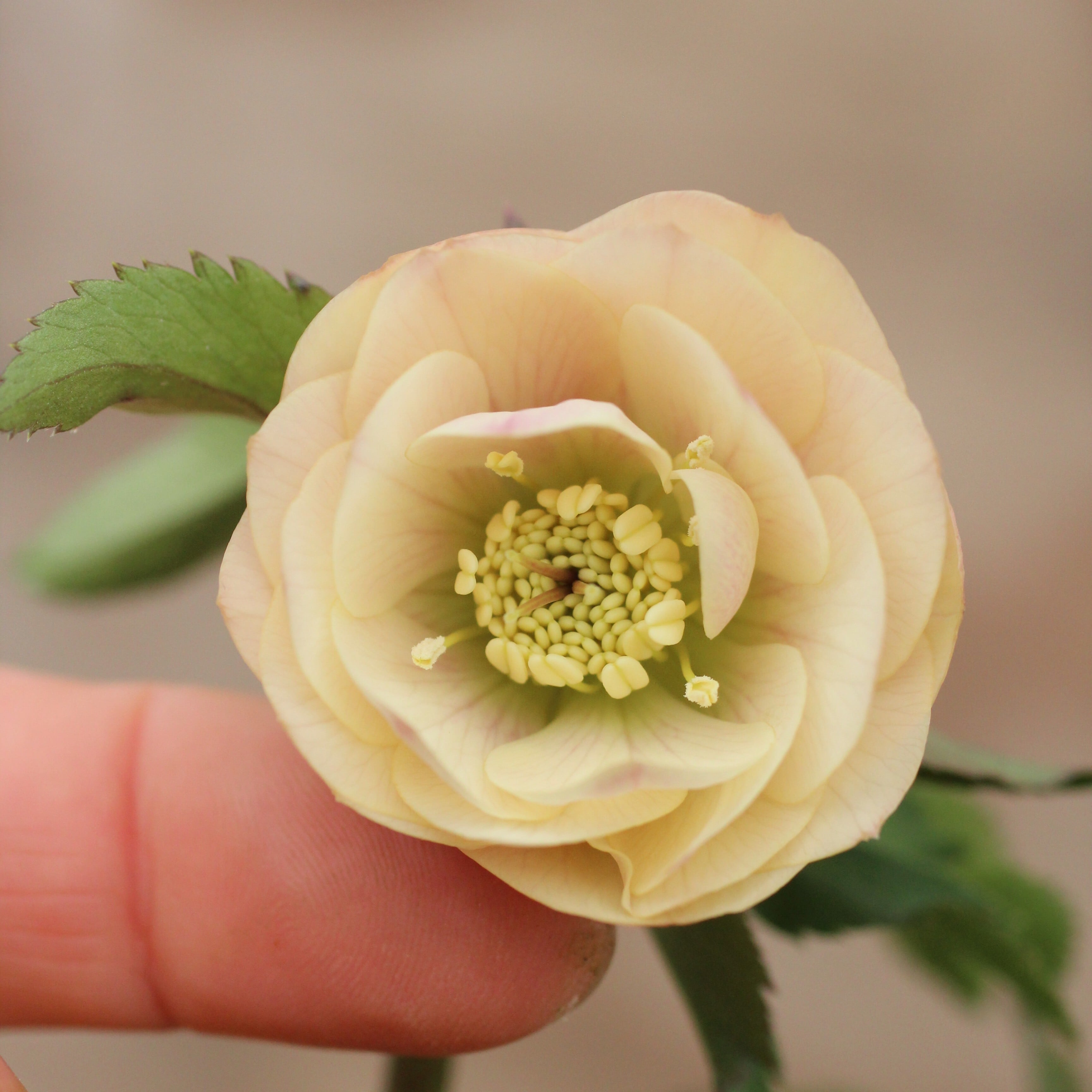 WS26-054 クリスマスローズ ウィンターシンフォニー 小輪系