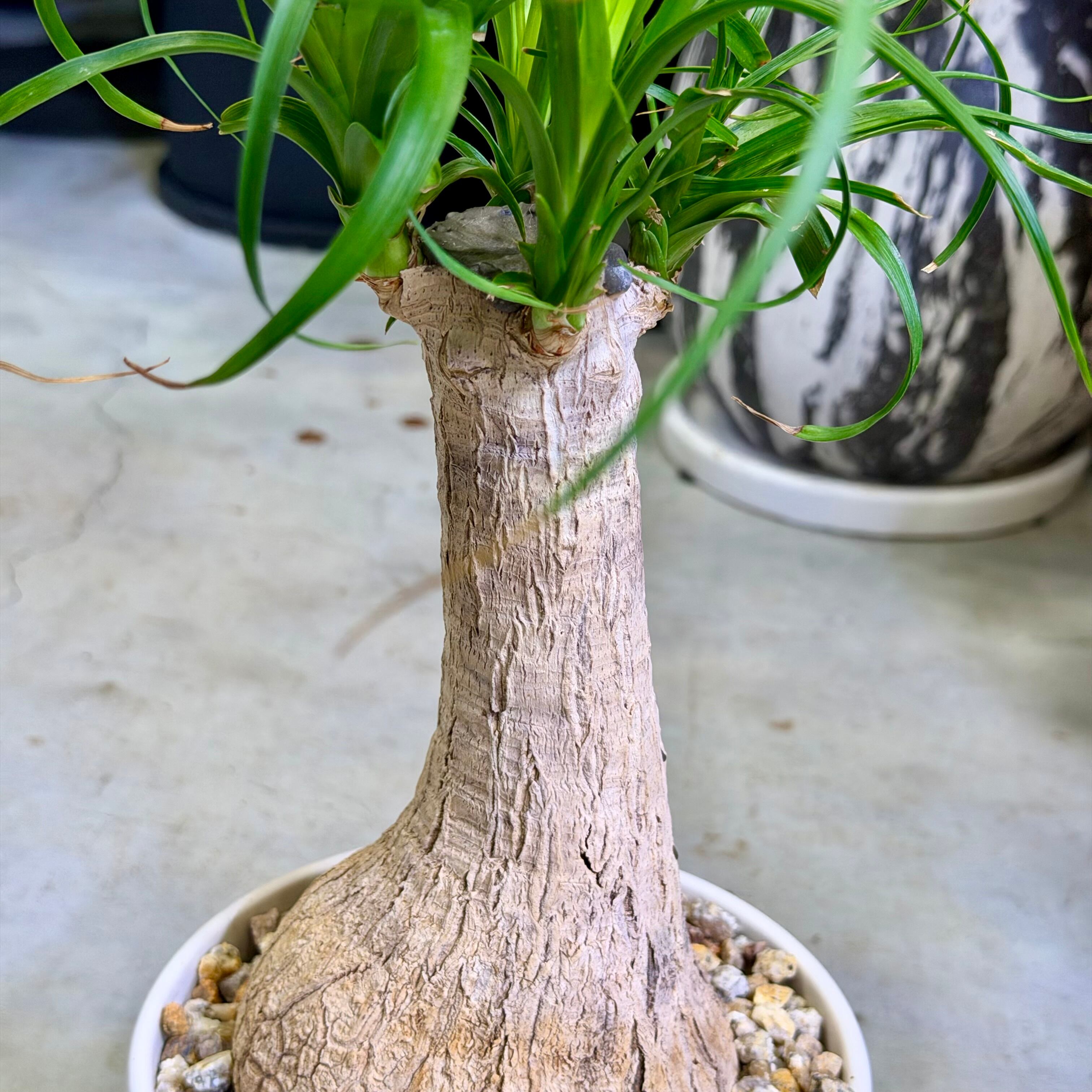 ノリナ・ポニーテール | barrelplants_BONSAI