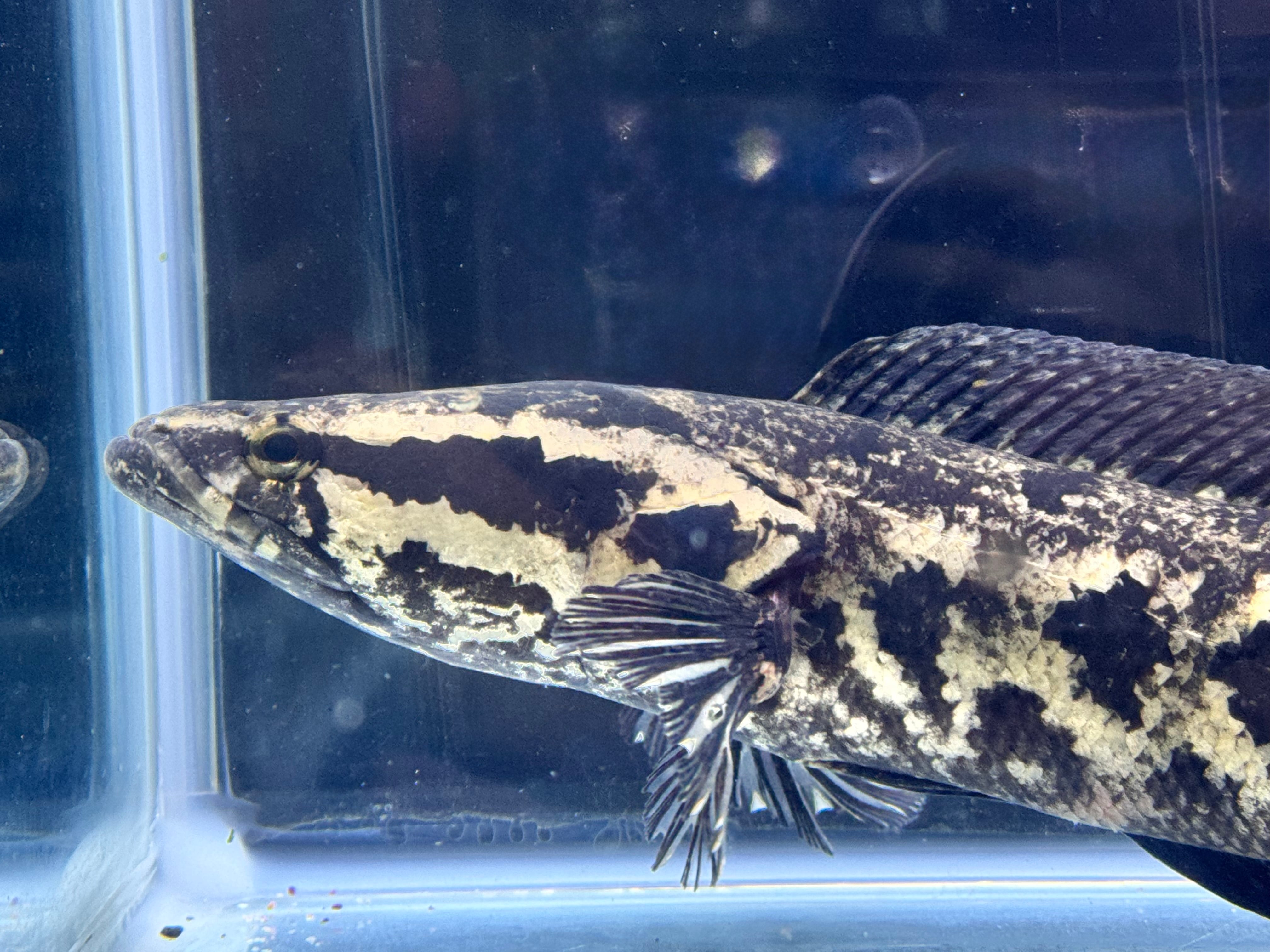 直輸入】アフリカンスネークヘッド40up⑥38cm± | AQUASTYLEG
