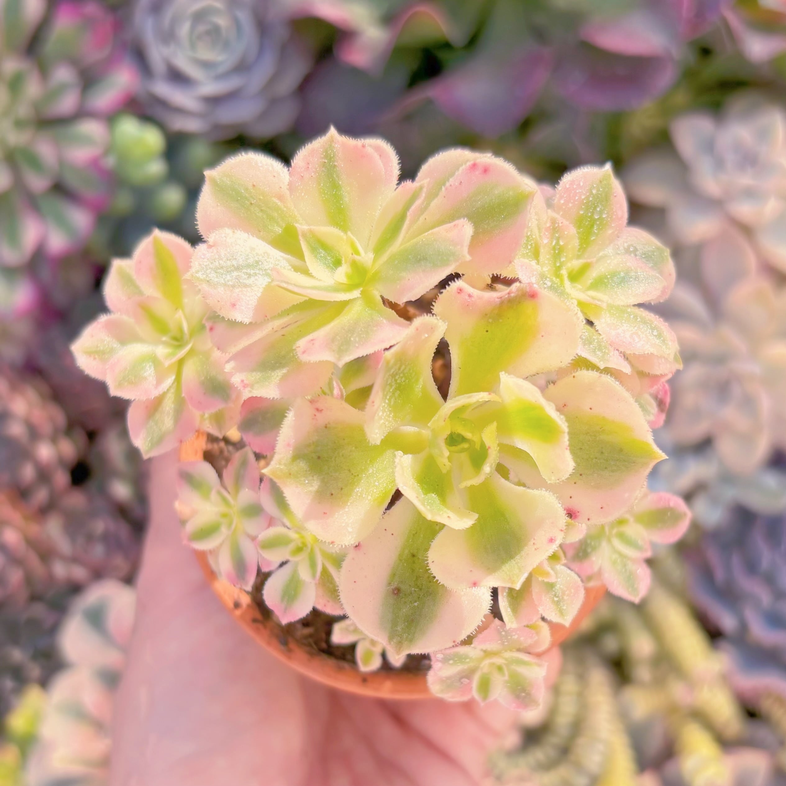 現品　アフラダイティ#861　群生　るる農園