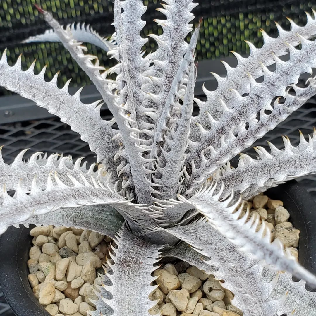 F00453_Dyckia 'Lonesome George'：ディッキア・ロンサムジョージ