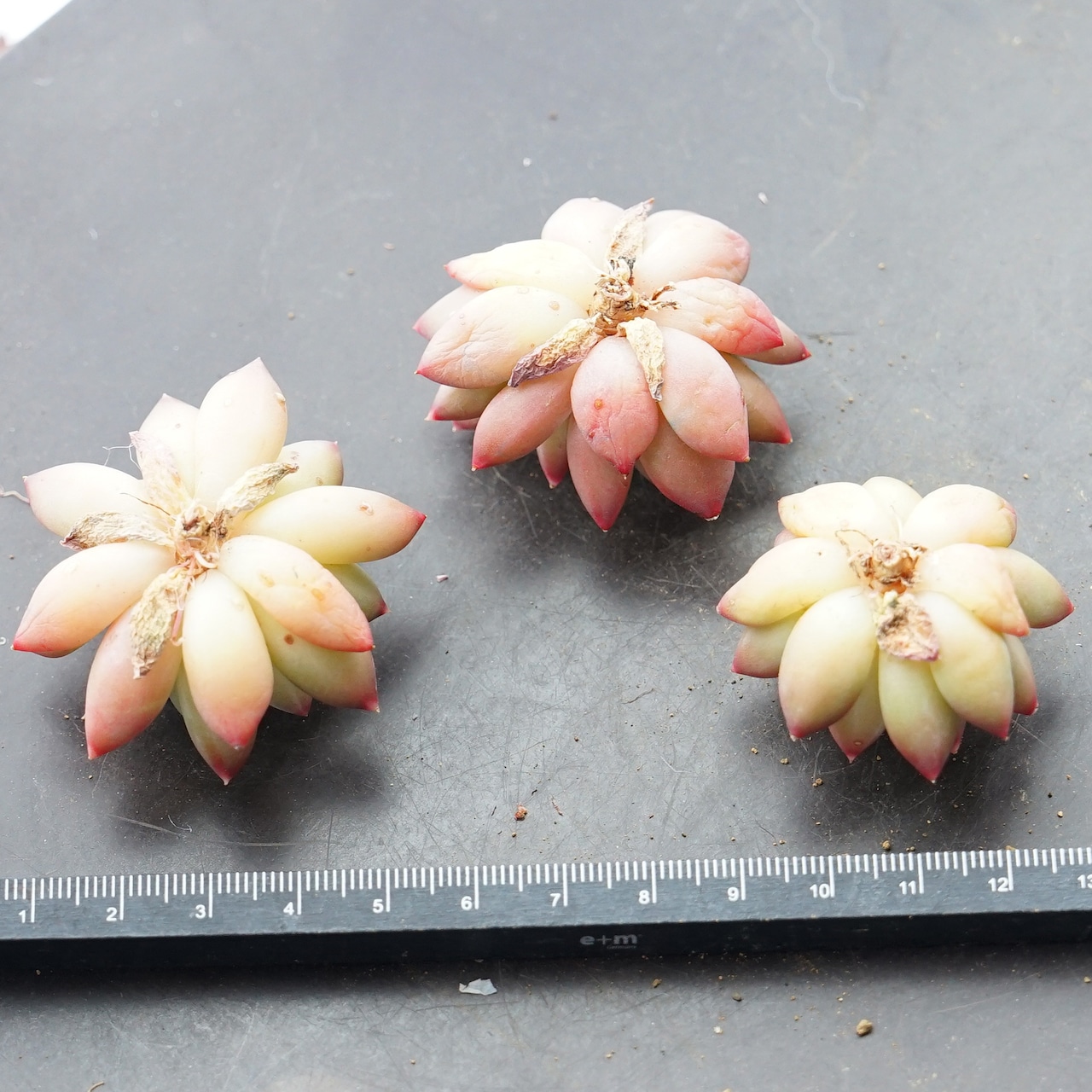 カット苗 オラクル Echeveria 'Oracle'