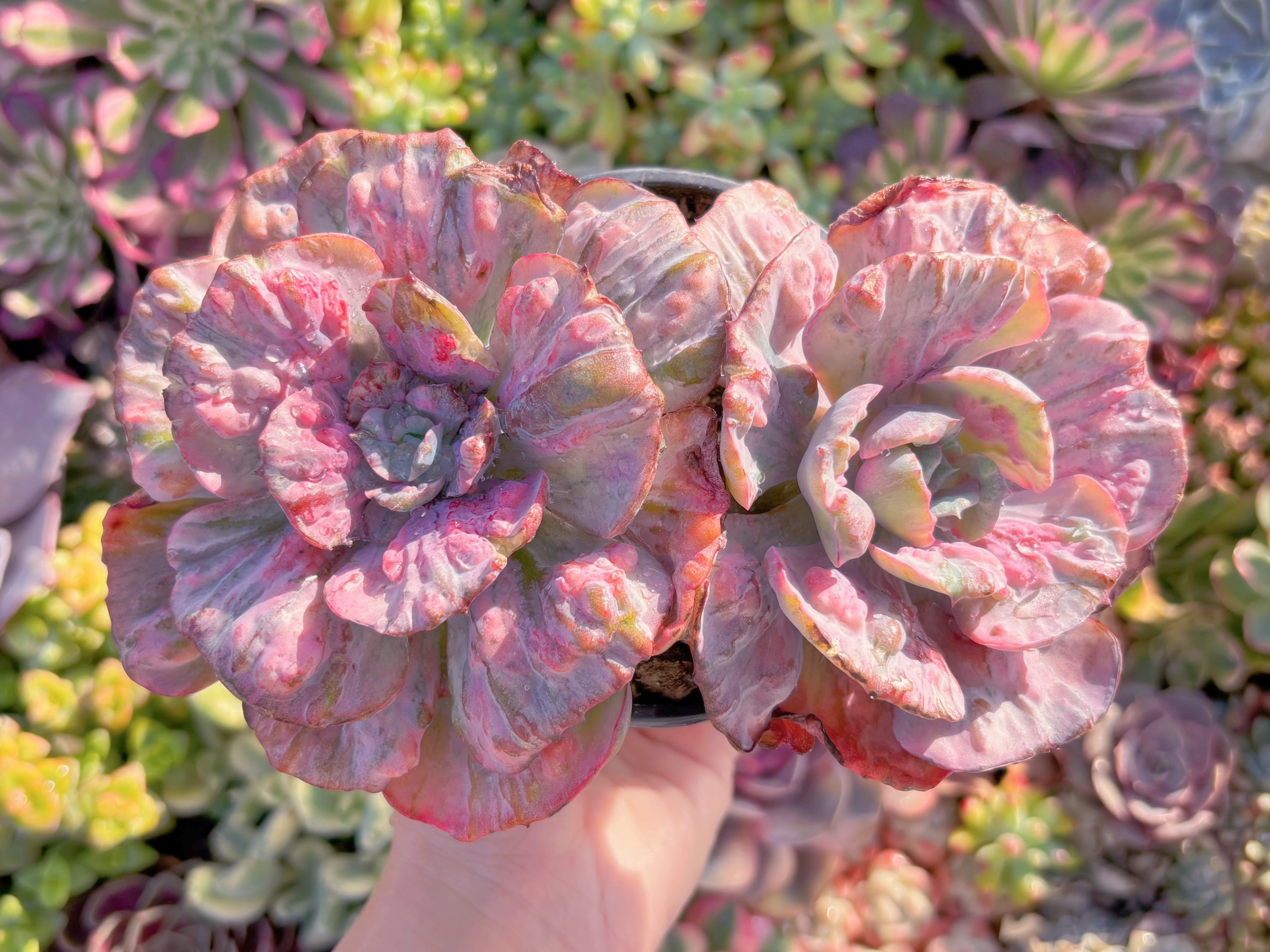 現品　ビヨンセ錦#M109　希少2頭大群生　新入荷　るる農園