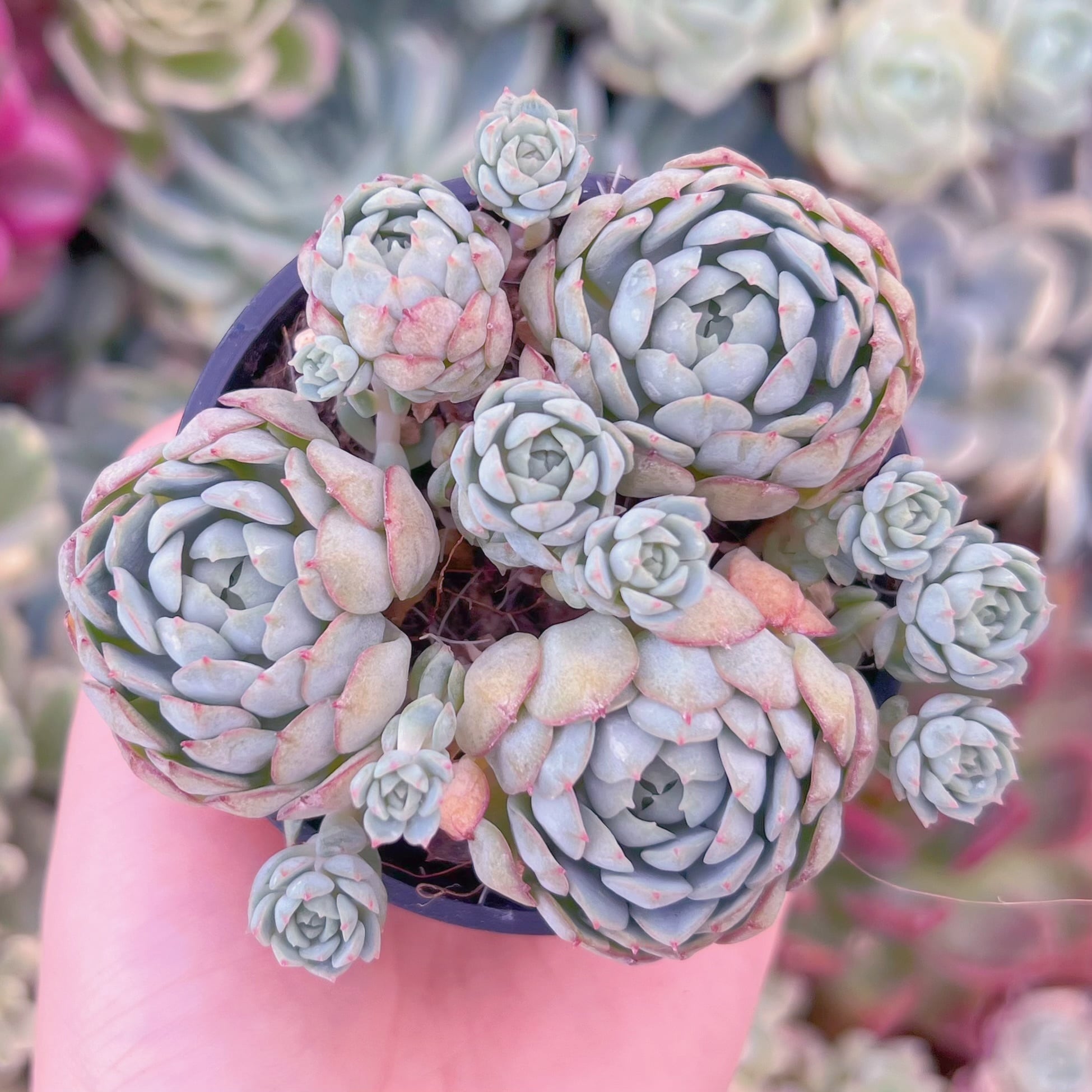 現品　レッドボート#1179　群生　るる農園