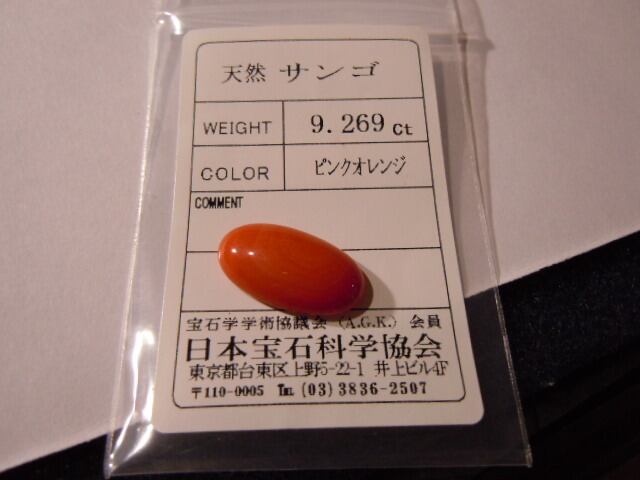 国産 不規則な形の天然珊瑚 カレガ