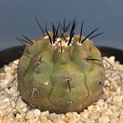 【Copiapoa】サボテン　コピアポア　黒王丸実生【928】
